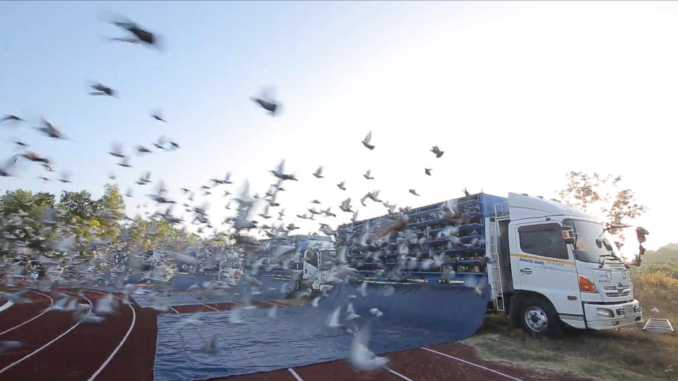 Pigeons are let fly in Mukdahan, Thailand, at the start of a Pattaya International Pigeon Race. Photo: Rathapon Nanthapreecha