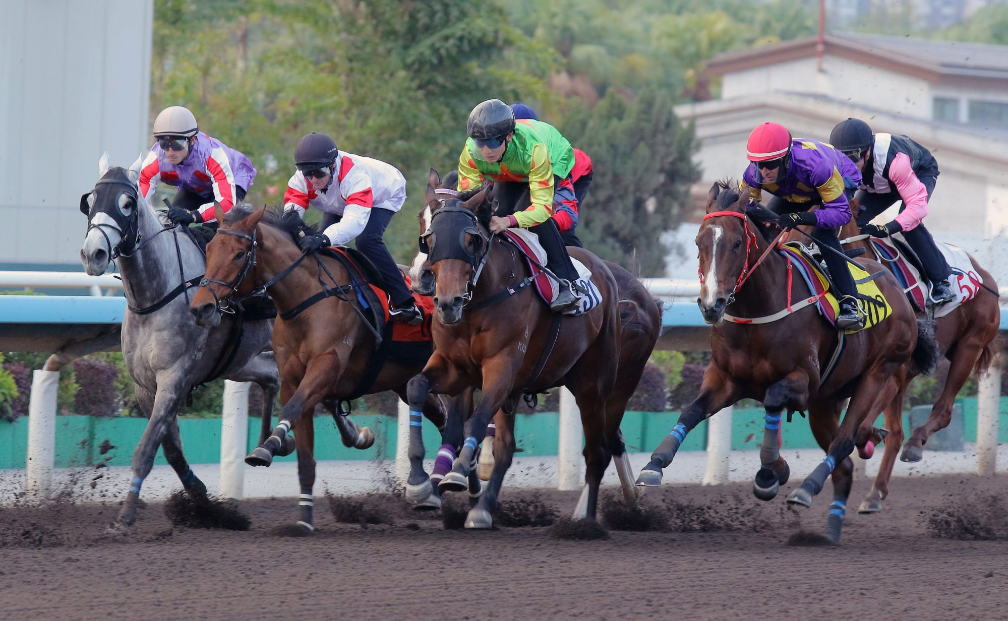 Glittering Legend (white and red colours) in action in a recent dirt trial.