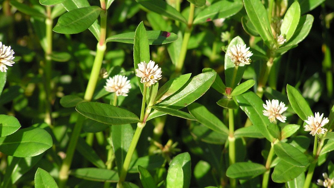 The alligator weed can proliferate even from fragments. Photo: Conservation Auckland