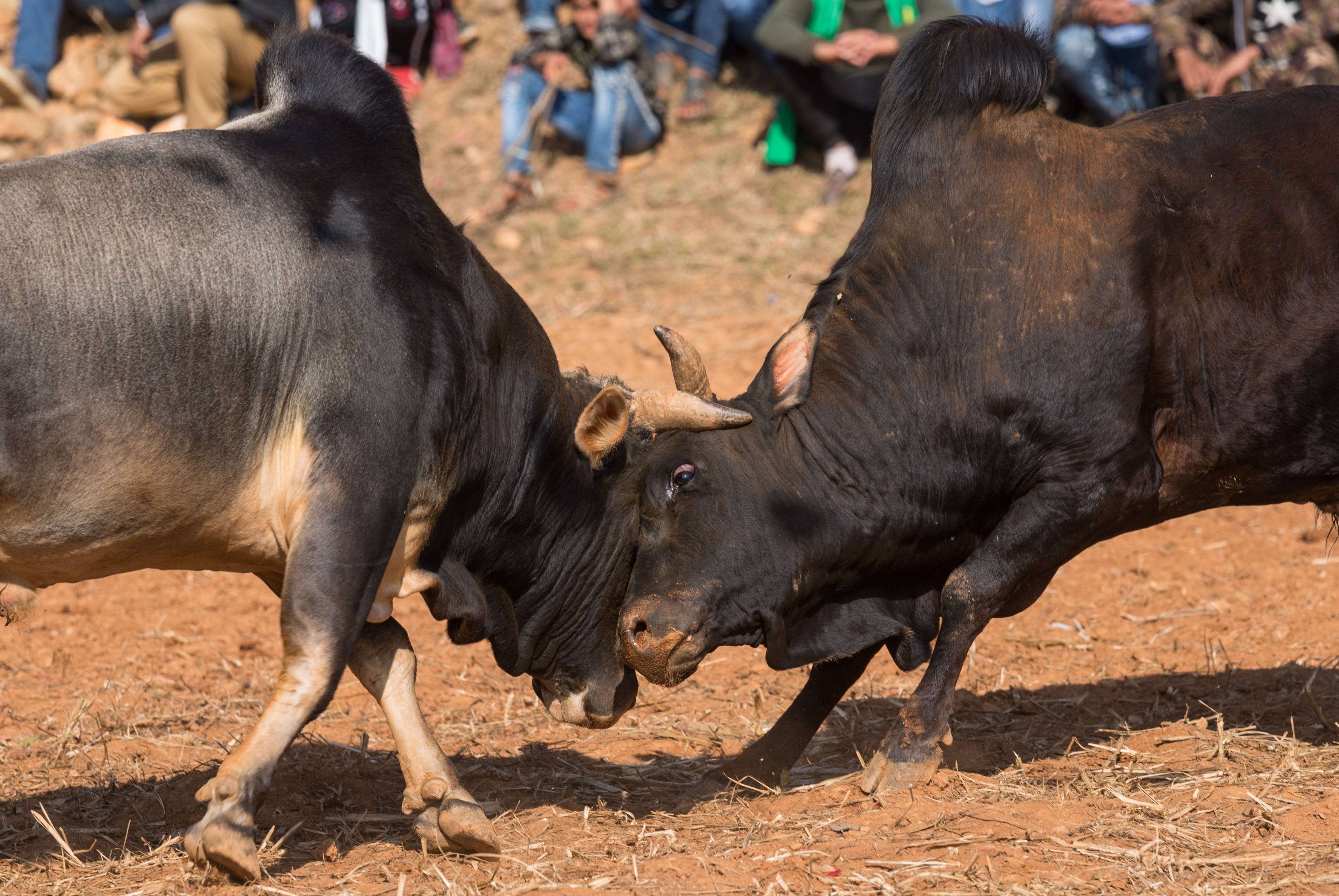 January 15, 2020, Nepal: Bulls fighting during the festival..Every year thousands of people gather at the open ground of Taruka village in Nuwakot district around 80Km north of Kathmandu, to witness bullfights festival on the occasion of Maghe Sangranti or Makar Sangranti Festival, which indicates the end of winter according to the Hindu calendar. (Credit Image: © Bivas Shrestha/SOPA Images via ZUMA Wire)