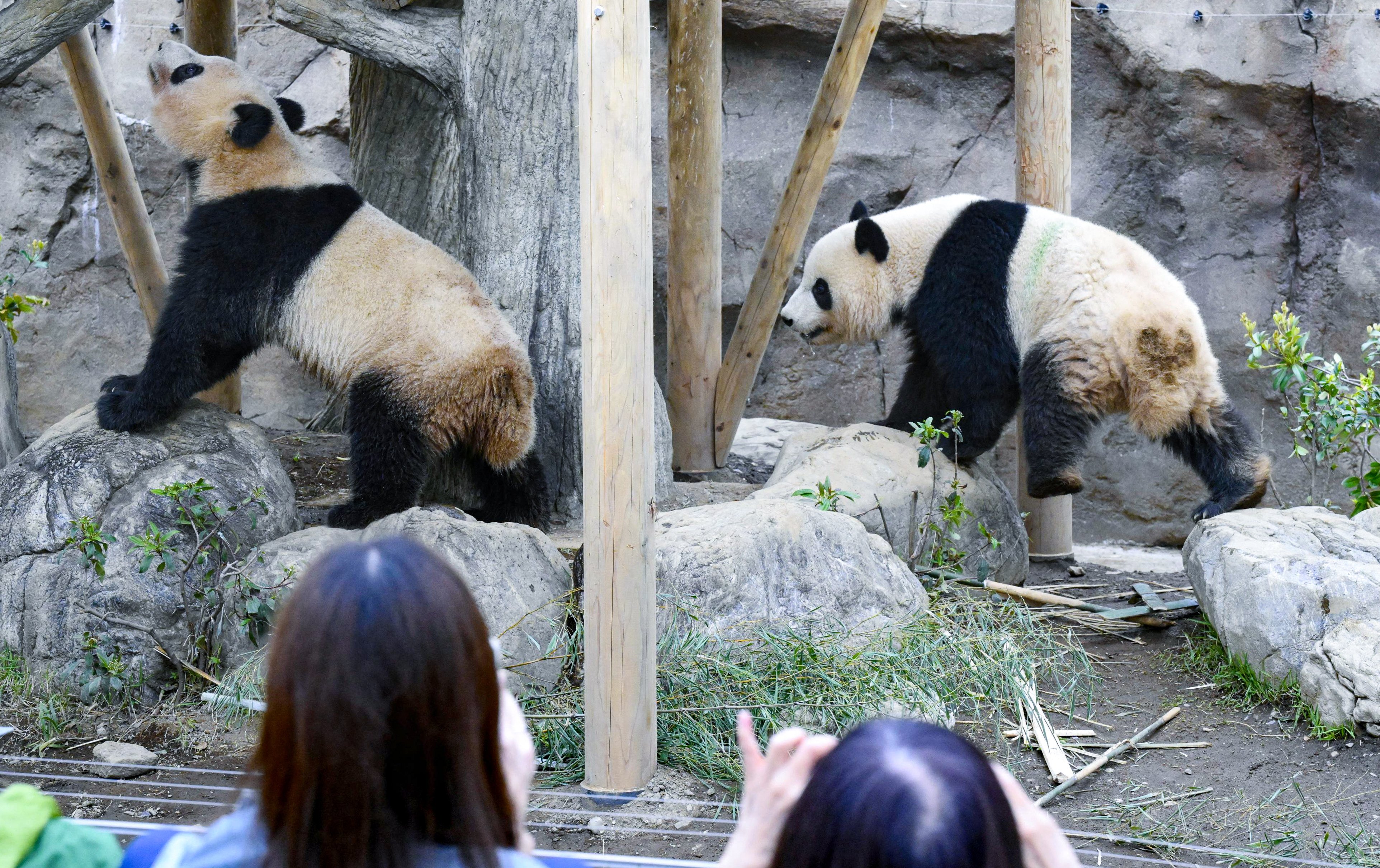 Visitors have been queuing for hours to see Xiao Xiao and Lei Lei at Tokyo’s Ueno zoo since it was announced they would leave earlier than previously planned. Photo: Kyodo