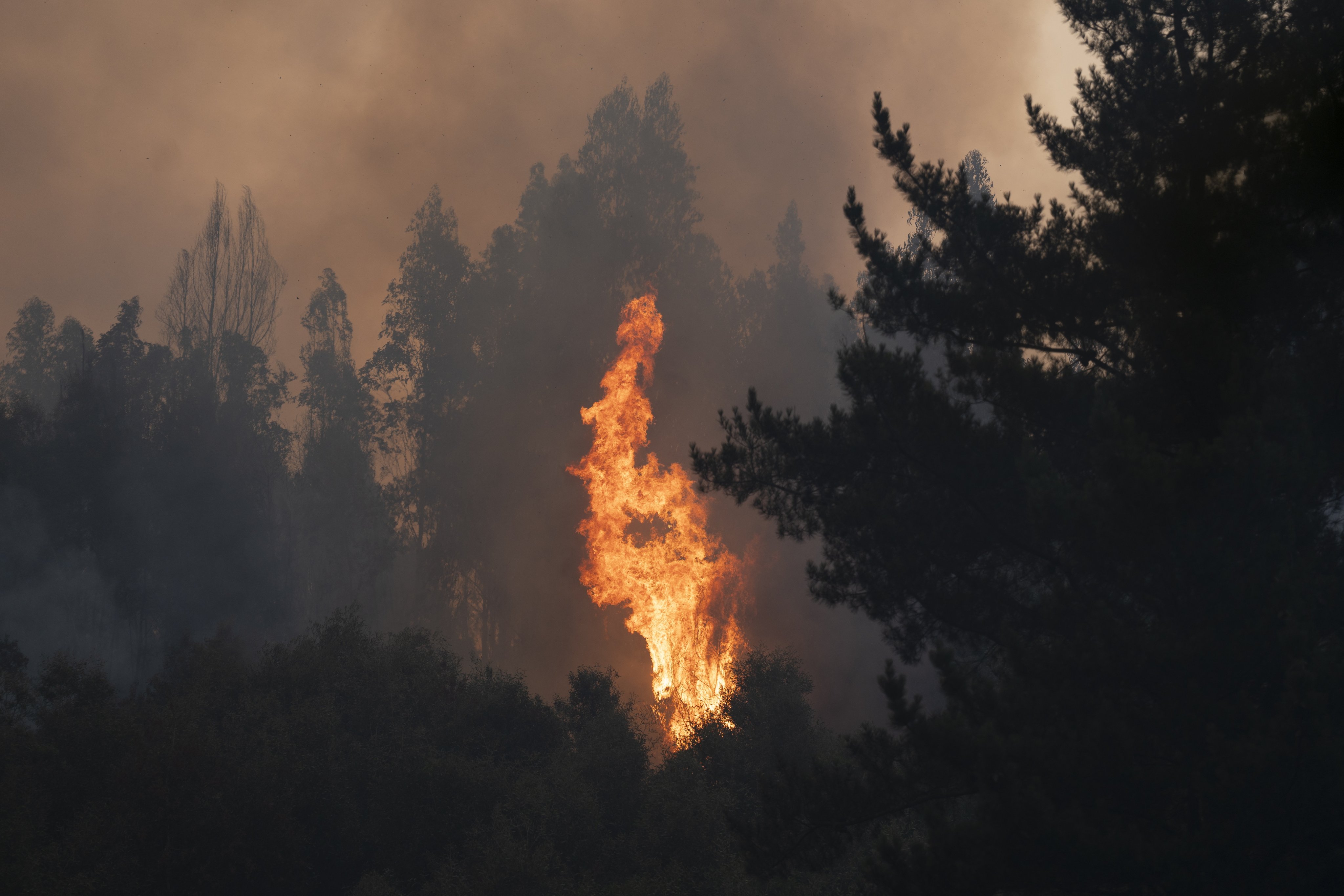 A forest fire rages in the municipality of Chaimavida Concepcion, Chile, on January 19, 2026. Photo: EPA