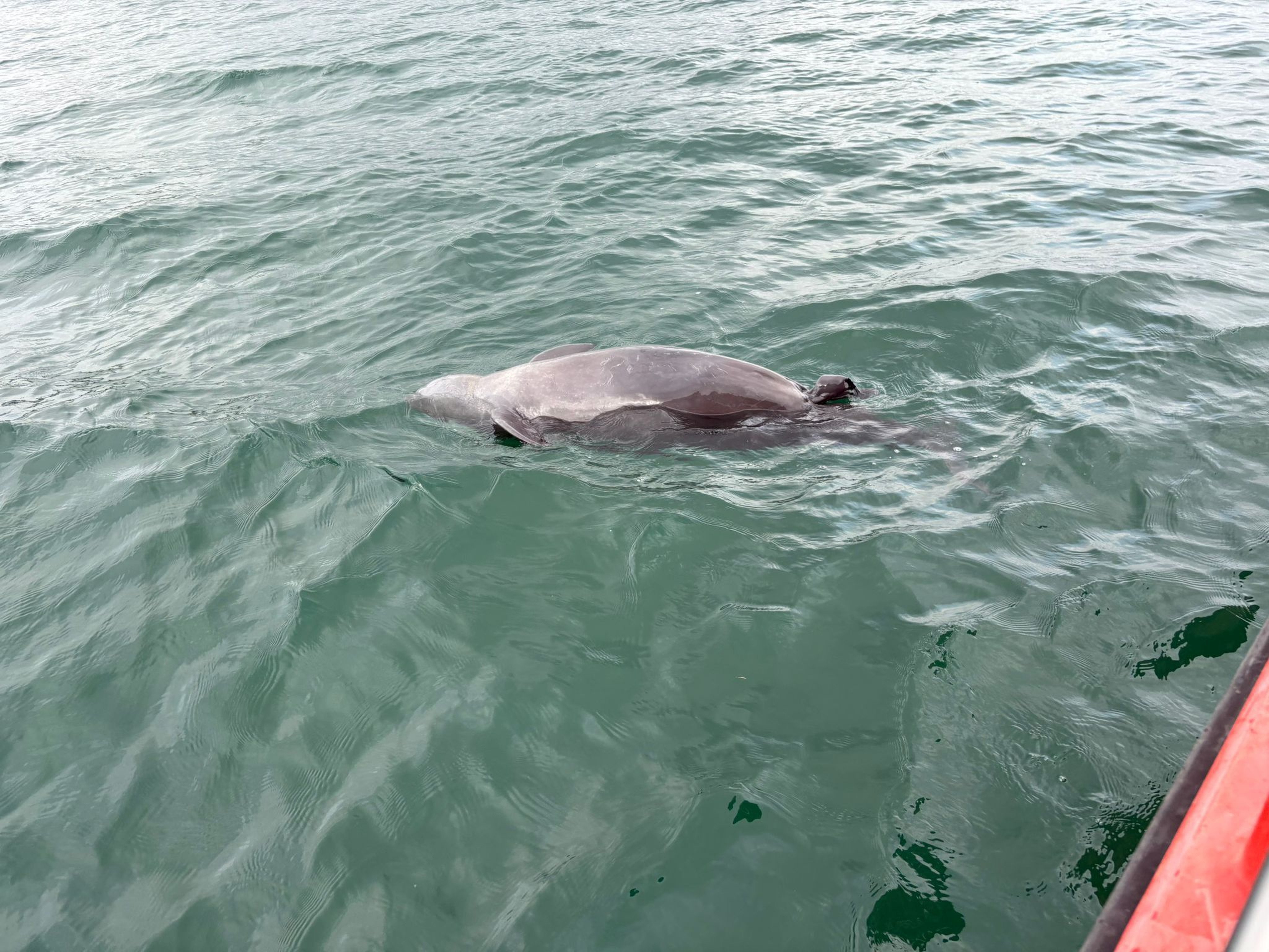 The porpoise was found on Tuesday morning off the coast of Ap Chau Island, close to Shenzhen’s Yantian District. Photo: Handout