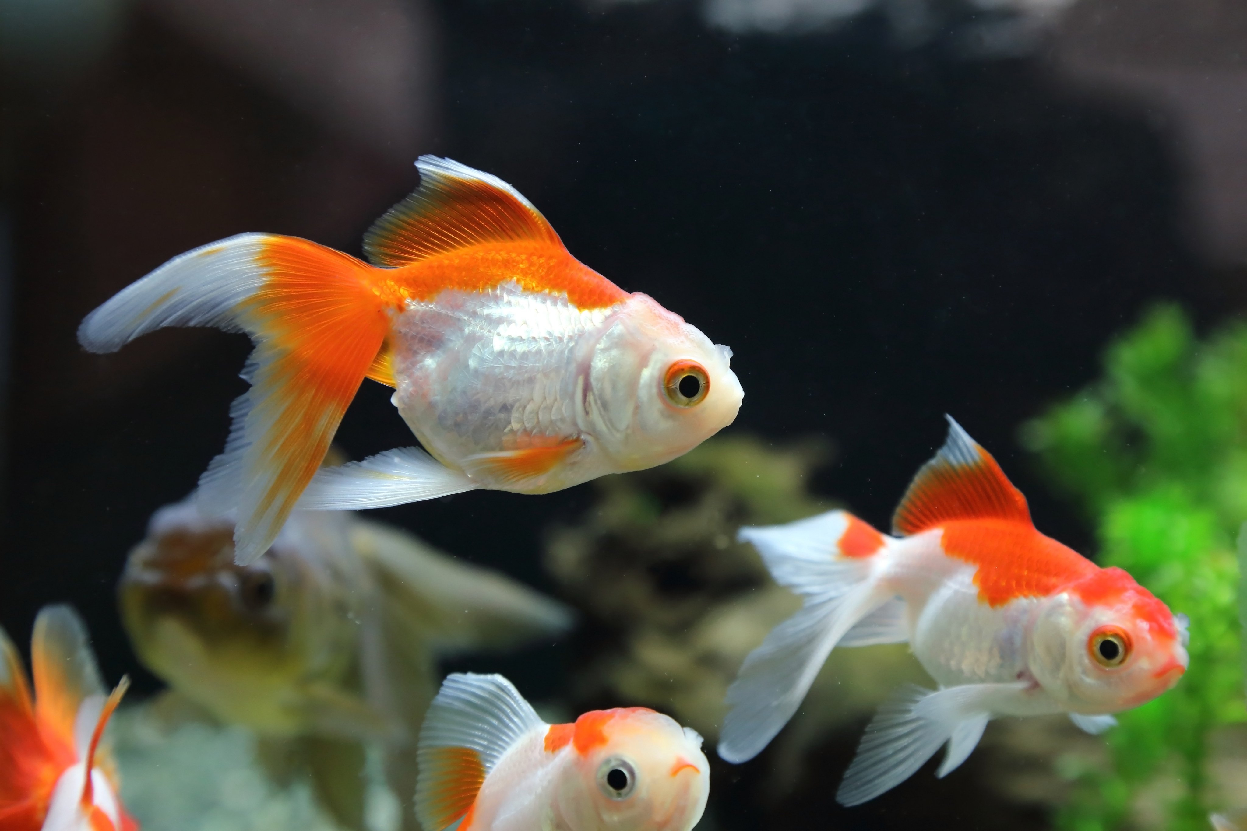 Some people consider fish “beginner pets”, a mistake that often kills them. Photo: Shutterstock