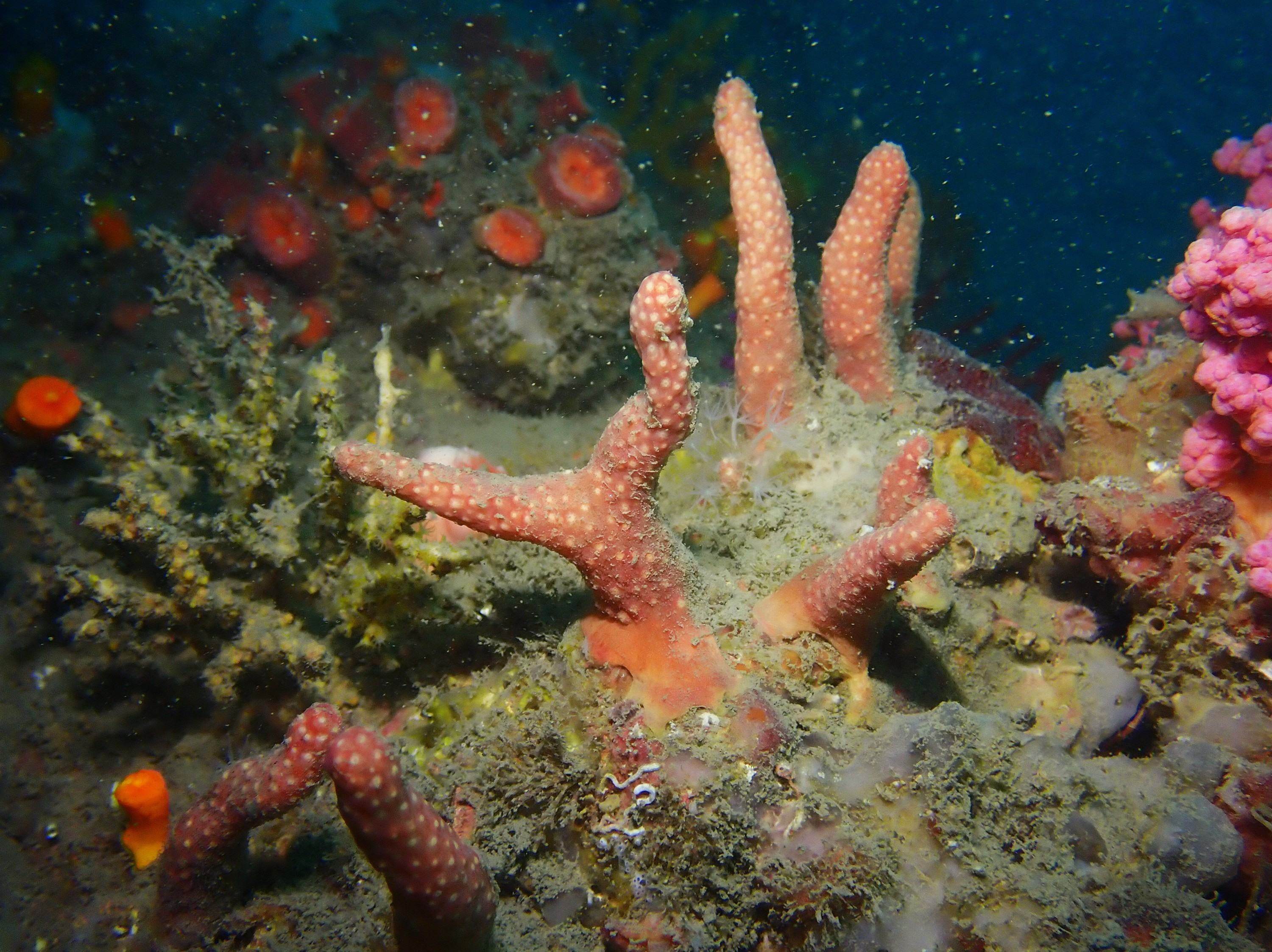 Marine biologists discover two new soft coral species in Hong Kong’s waters, boosting biodiversity research and conservation efforts. Photo: Handout