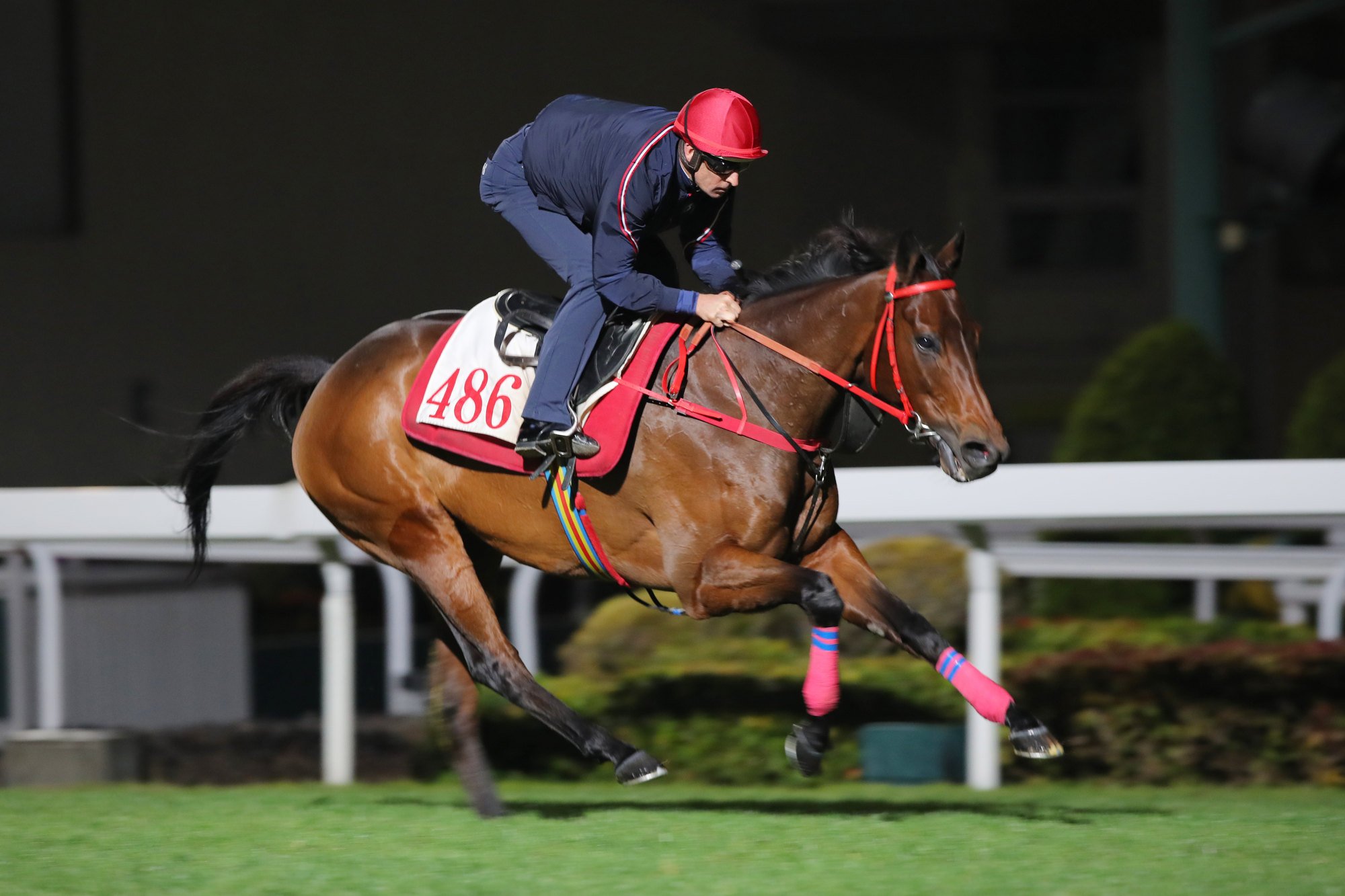 Romantic Warrior gallops on the Sha Tin turf on Tuesday morning. Romantic Warrior gallops on the Sha Tin turf on Tuesday morning.