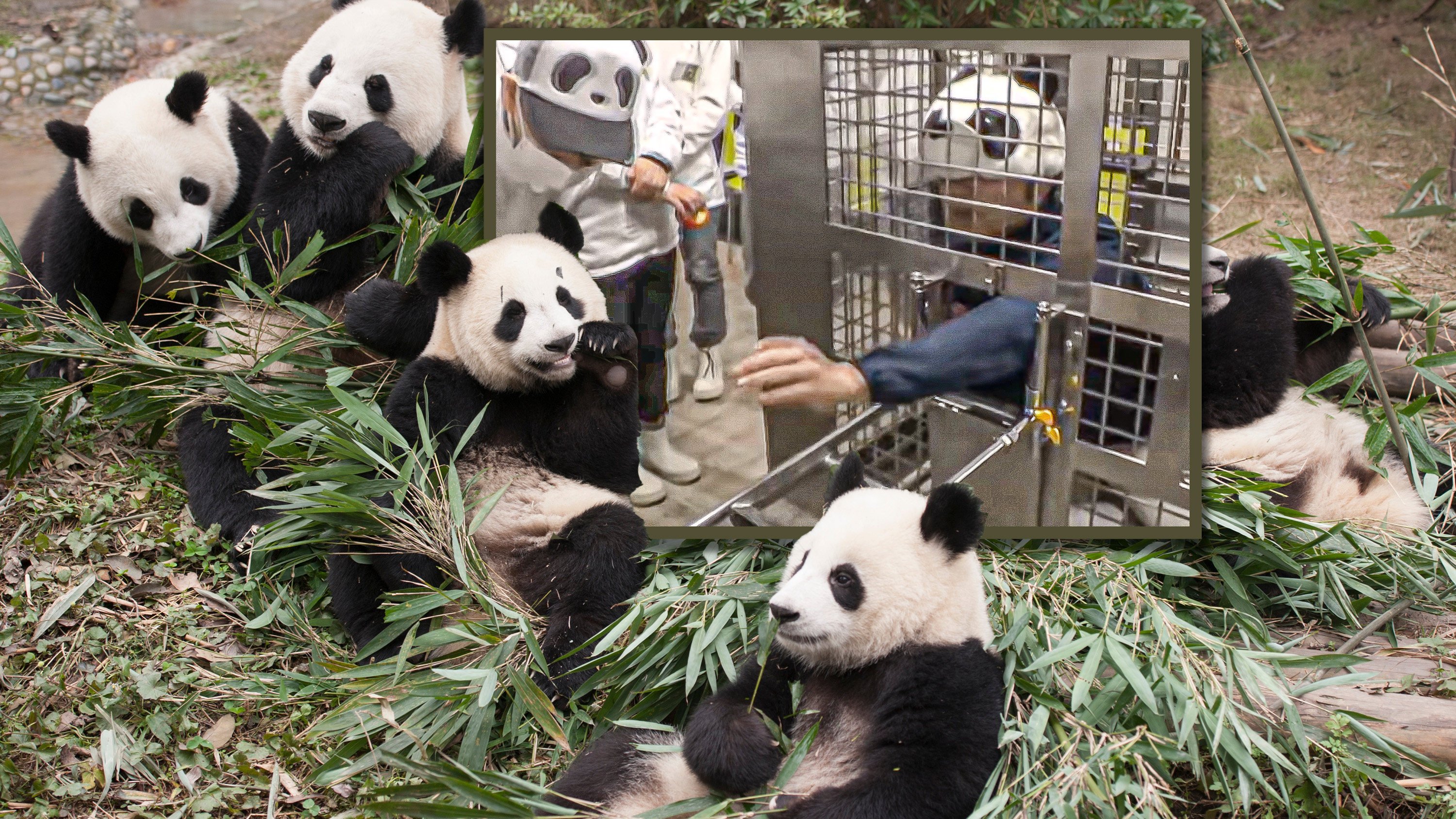 A Japanese zoo is having staff mimic pandas after its last four bears were returned to China last summer. Photo: SCMP composite/Shutterstock/YouTube