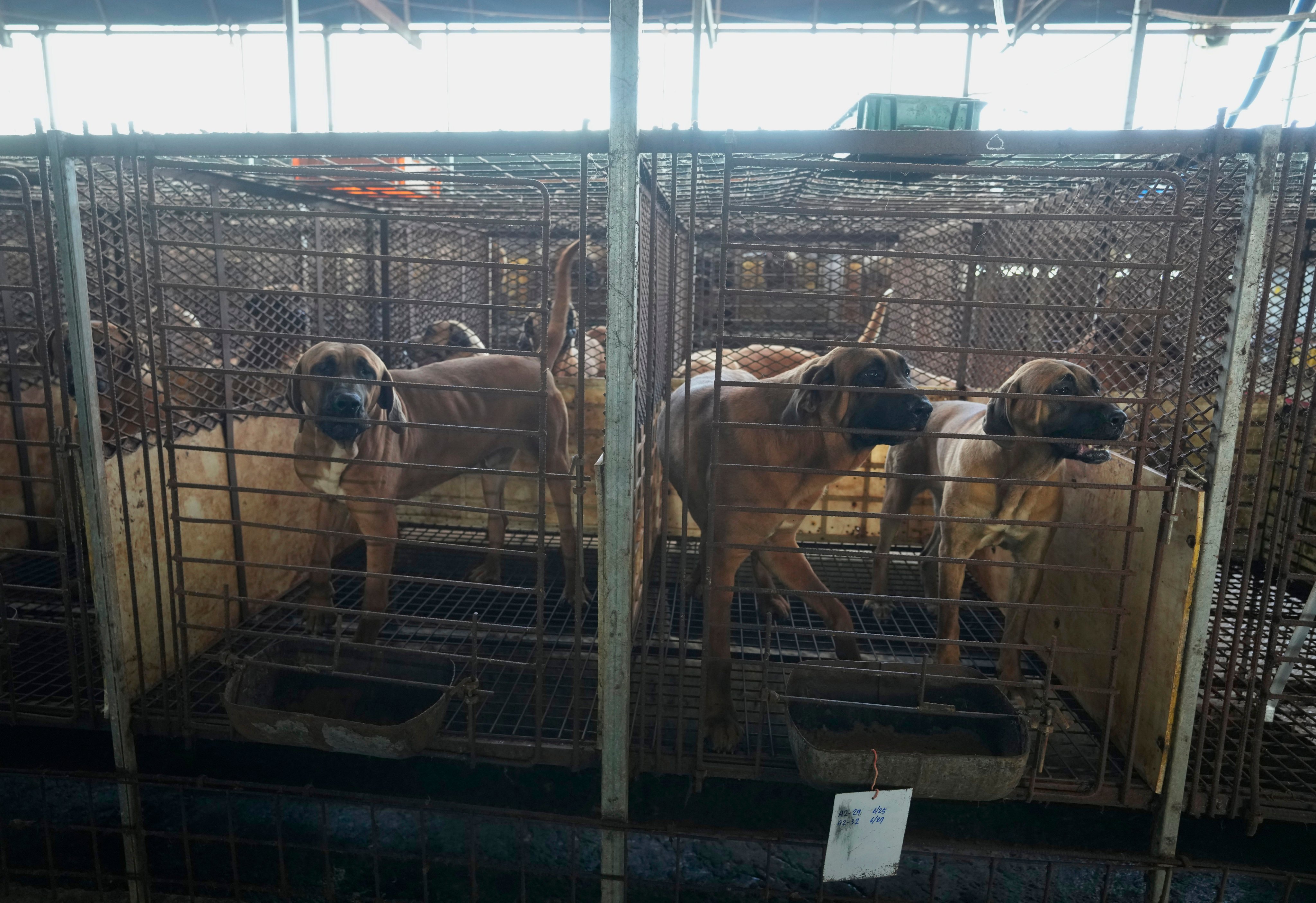 Dogs are seen in cages at a dog farm in Pyeongtaek, South Korea in June 2023. Photo: AP