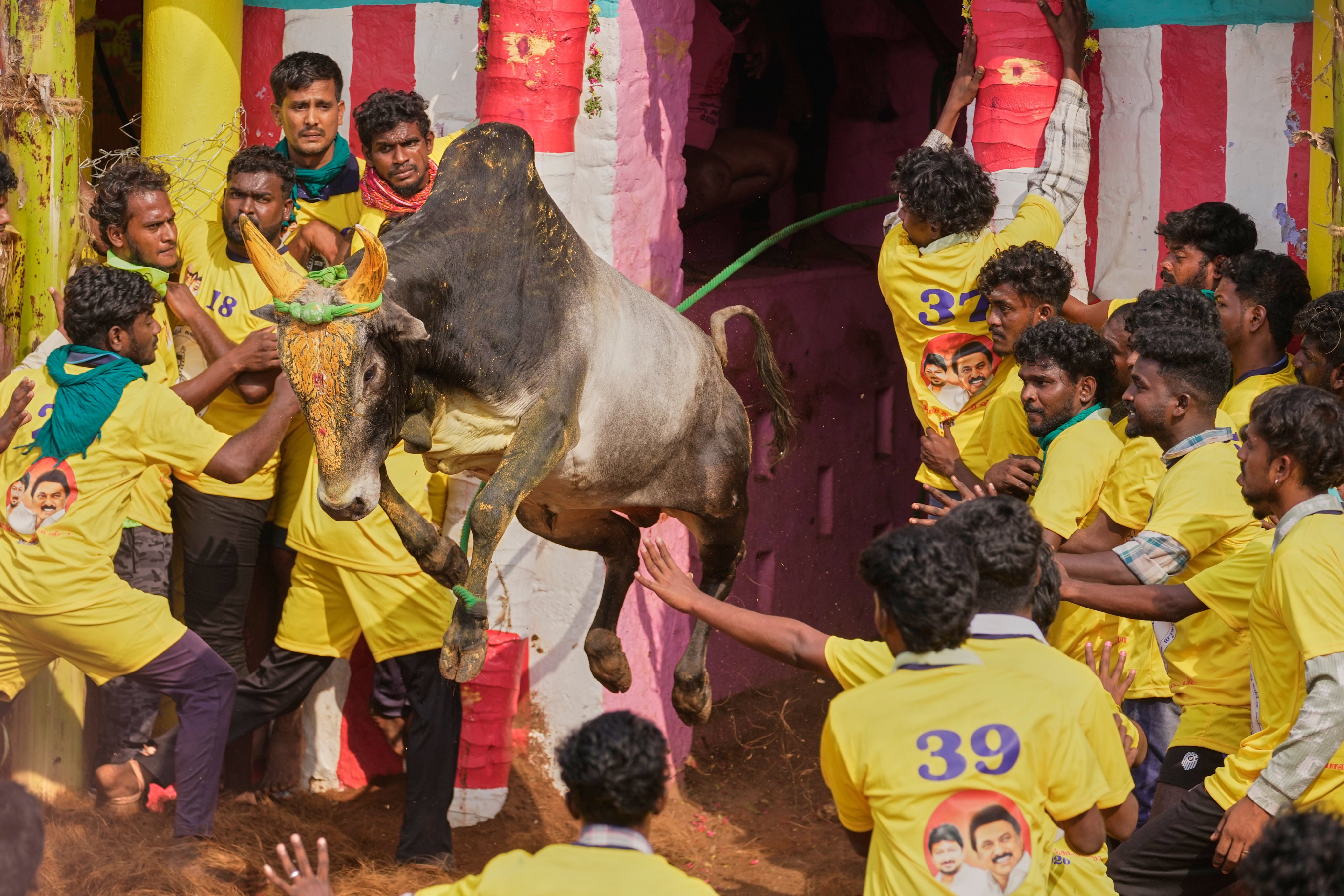 Bull tamers grapple with a bull during the Jallikattu bull-taming event at the annual harvest festival called Pongal in Palamedu village on the outskirts of Madurai, India, Friday, Jan. 16, 2026. (AP Photo/Mahesh Kumar A.)