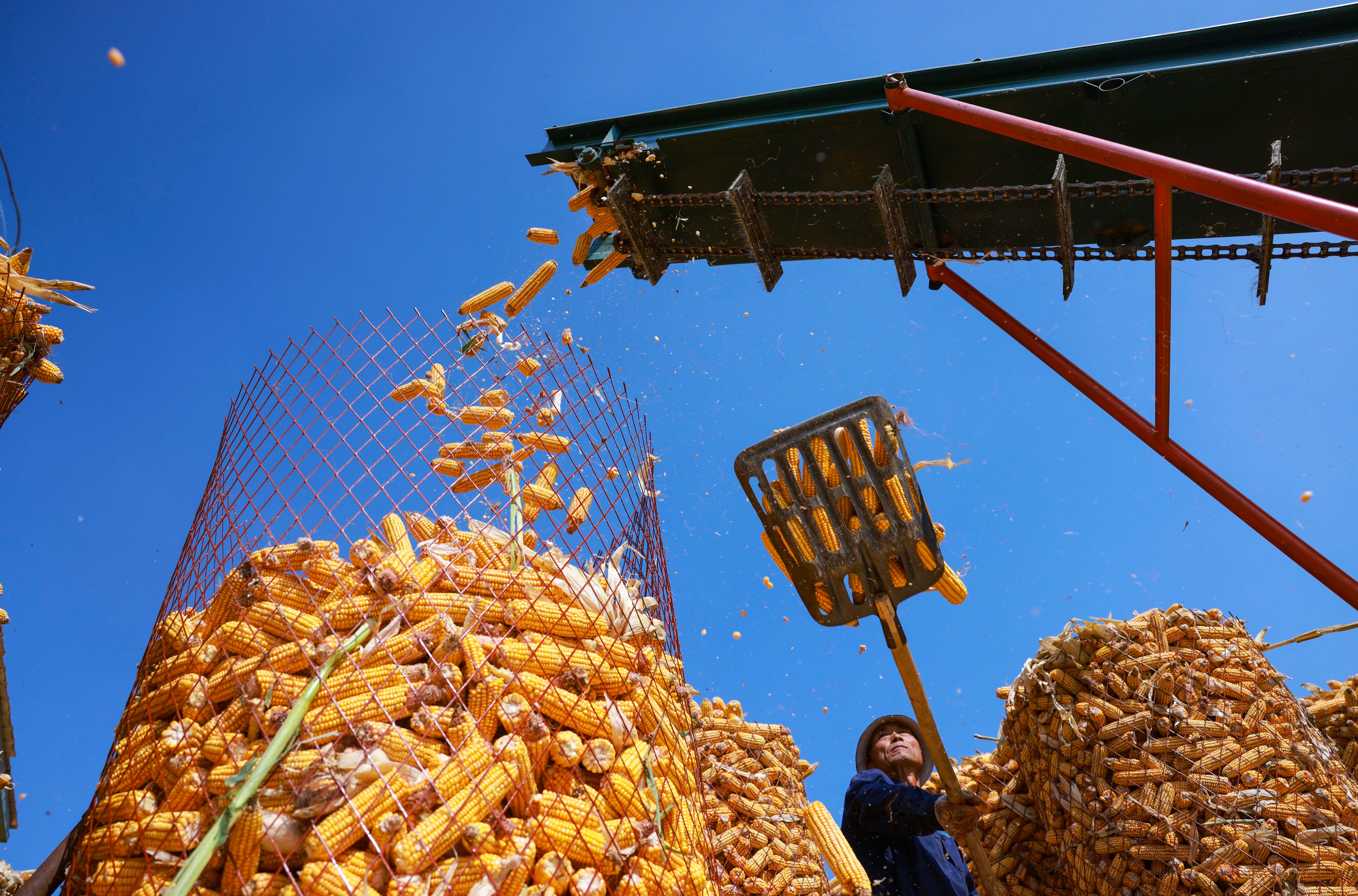 Industrial starch is mainly derived from corn. Photo: Xinhua