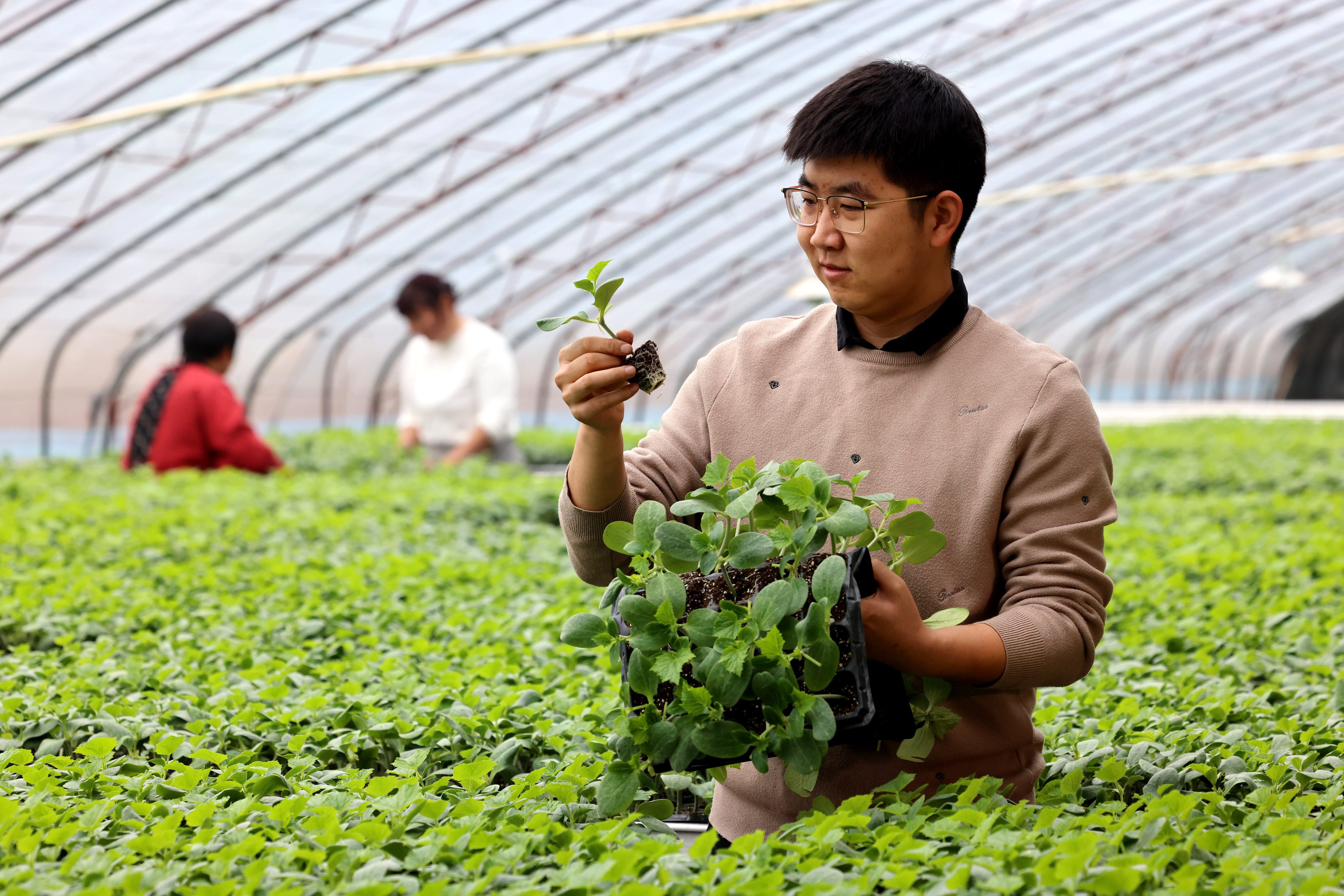 Vegetable seedlings are examined at a greenhouse in China’s Shandong province. Chinese authorities say considerable advances have been made in the domestic seed industry over the last few years. Photo: Getty Images