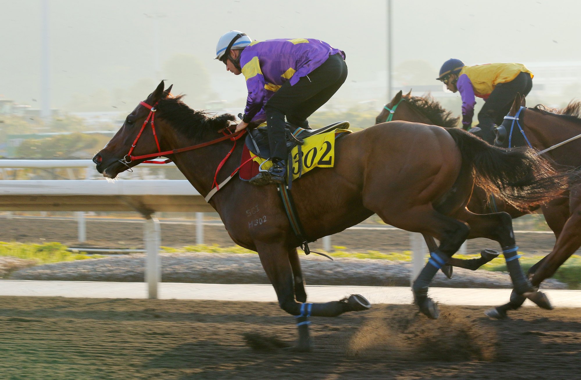 Helios Express trials in the morning sunshine at Sha Tin. Helios Express trials in the morning sunshine at Sha Tin.