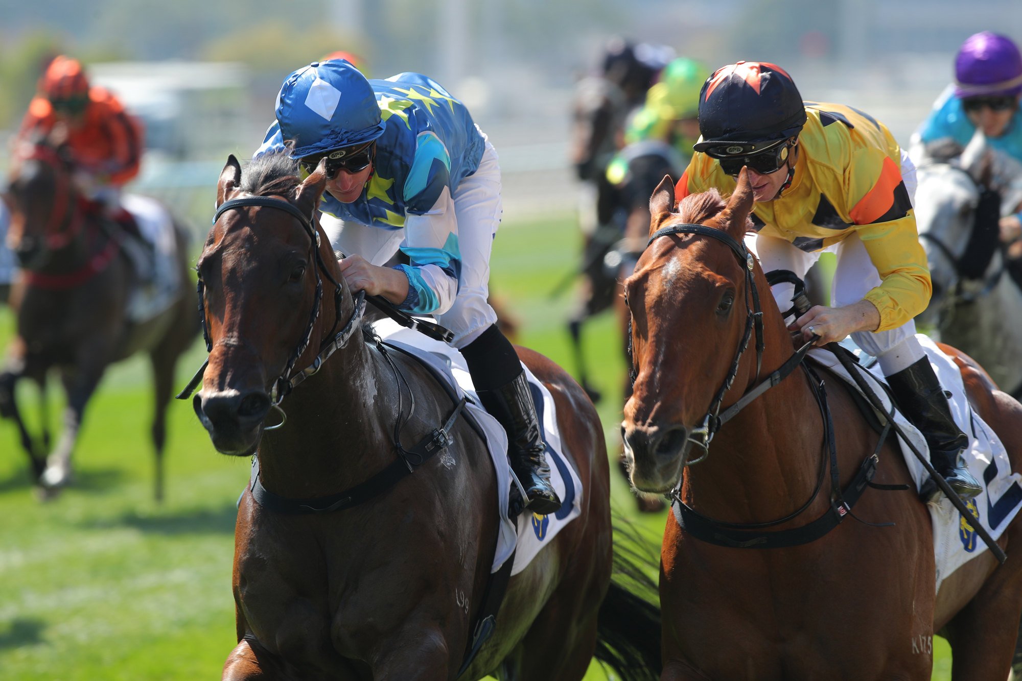 Gold Patch (left) holds off Sparkling Fellow to win on debut.