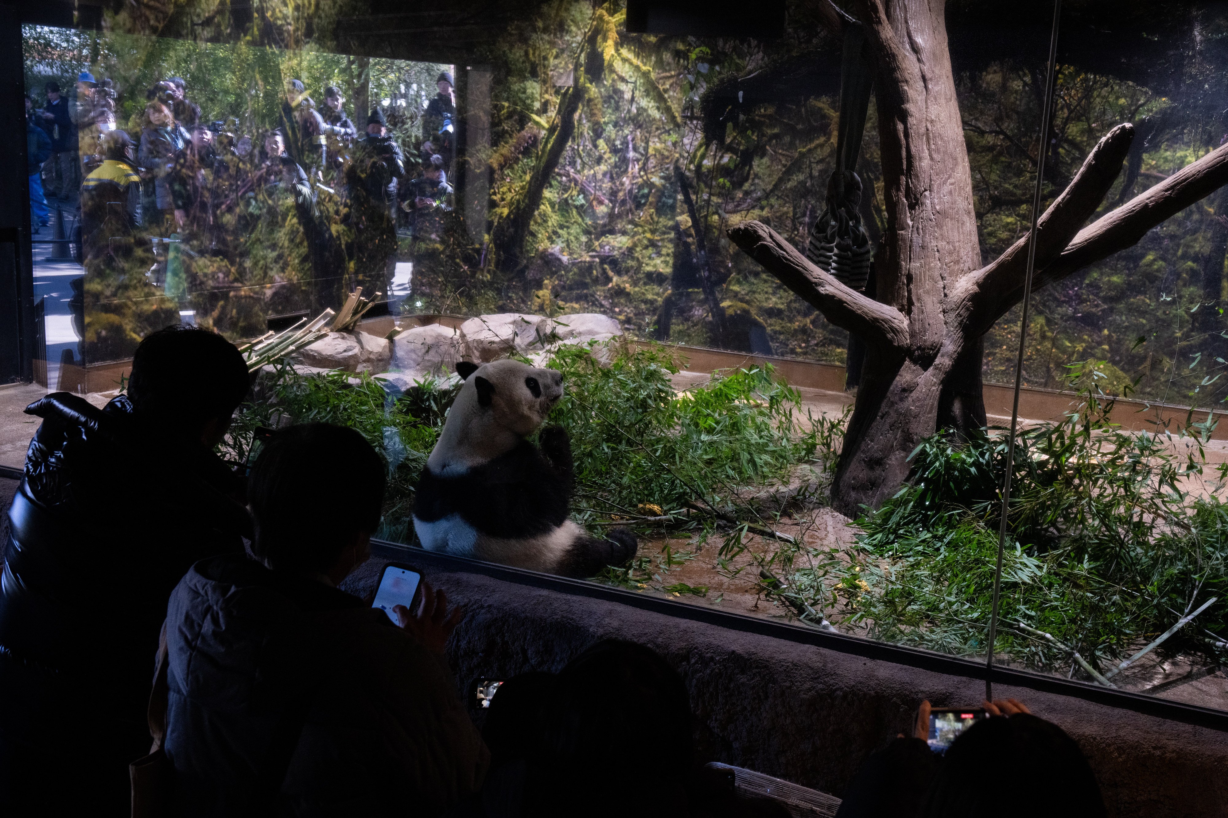 Visitors take photographs of giant panda Xiao Xiao in its enclosure at Ueno Zoo in Tokyo on Sunday. Photo: AP