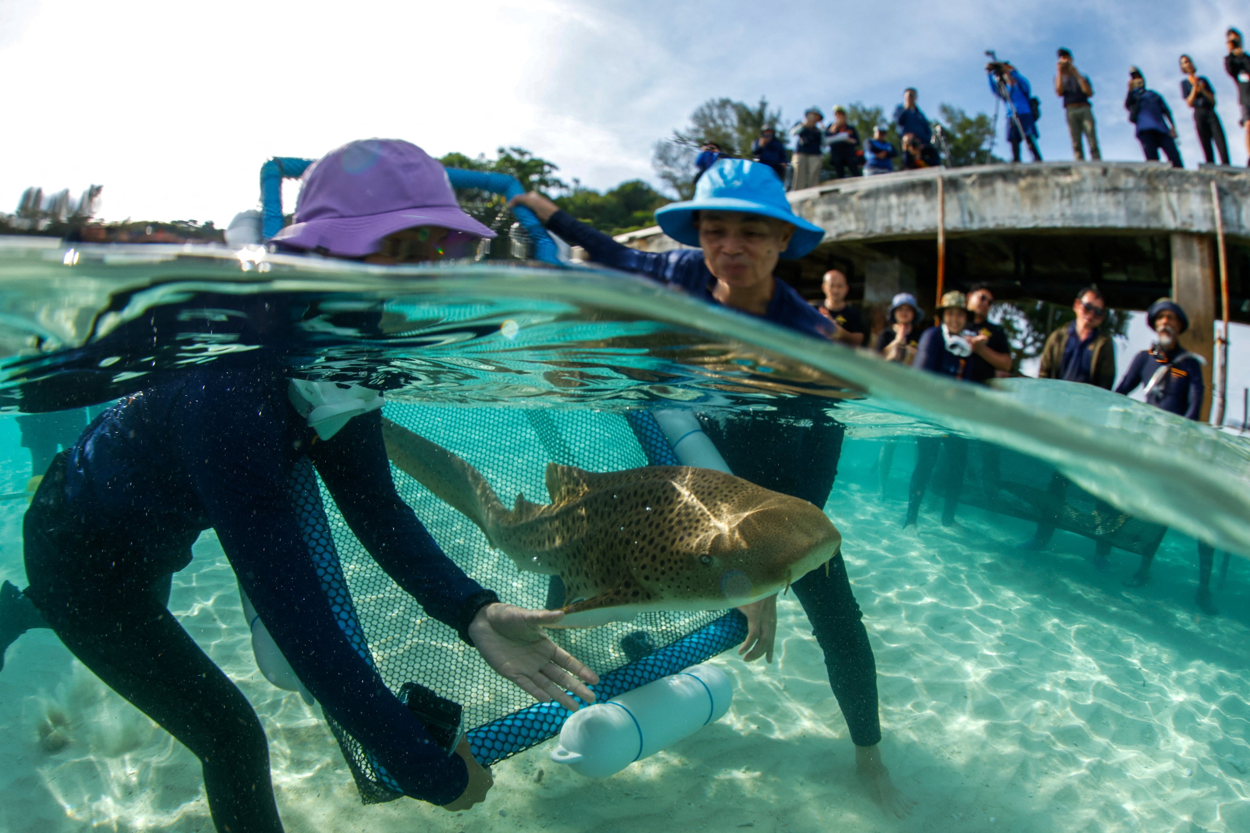 Conservationists release an Indo-Pacific leopard shark into the sea at Maiton Island in Phuket on December 8, 2025. Photo: Reuters