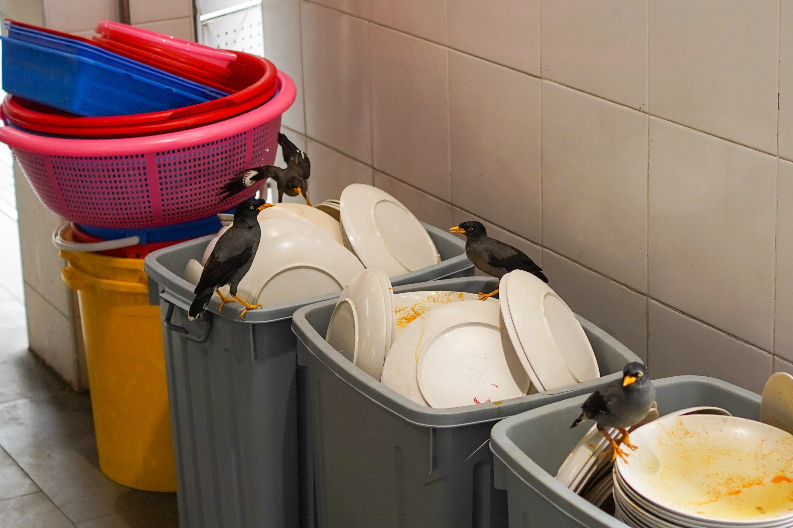 Birds perch on pails of used plates at Seah Im Food Centre in Singapore. Photo: Kolette Lim