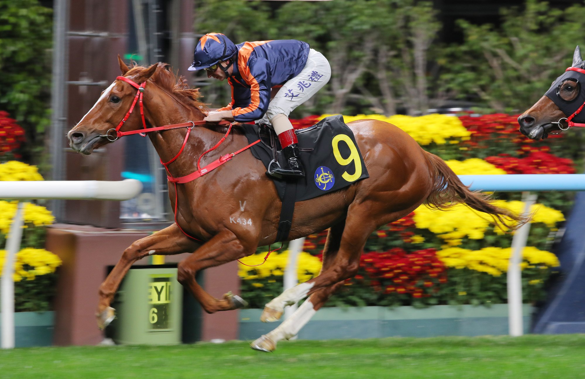Amazing Kid sprints clear at Happy Valley. Amazing Kid sprints clear at Happy Valley.