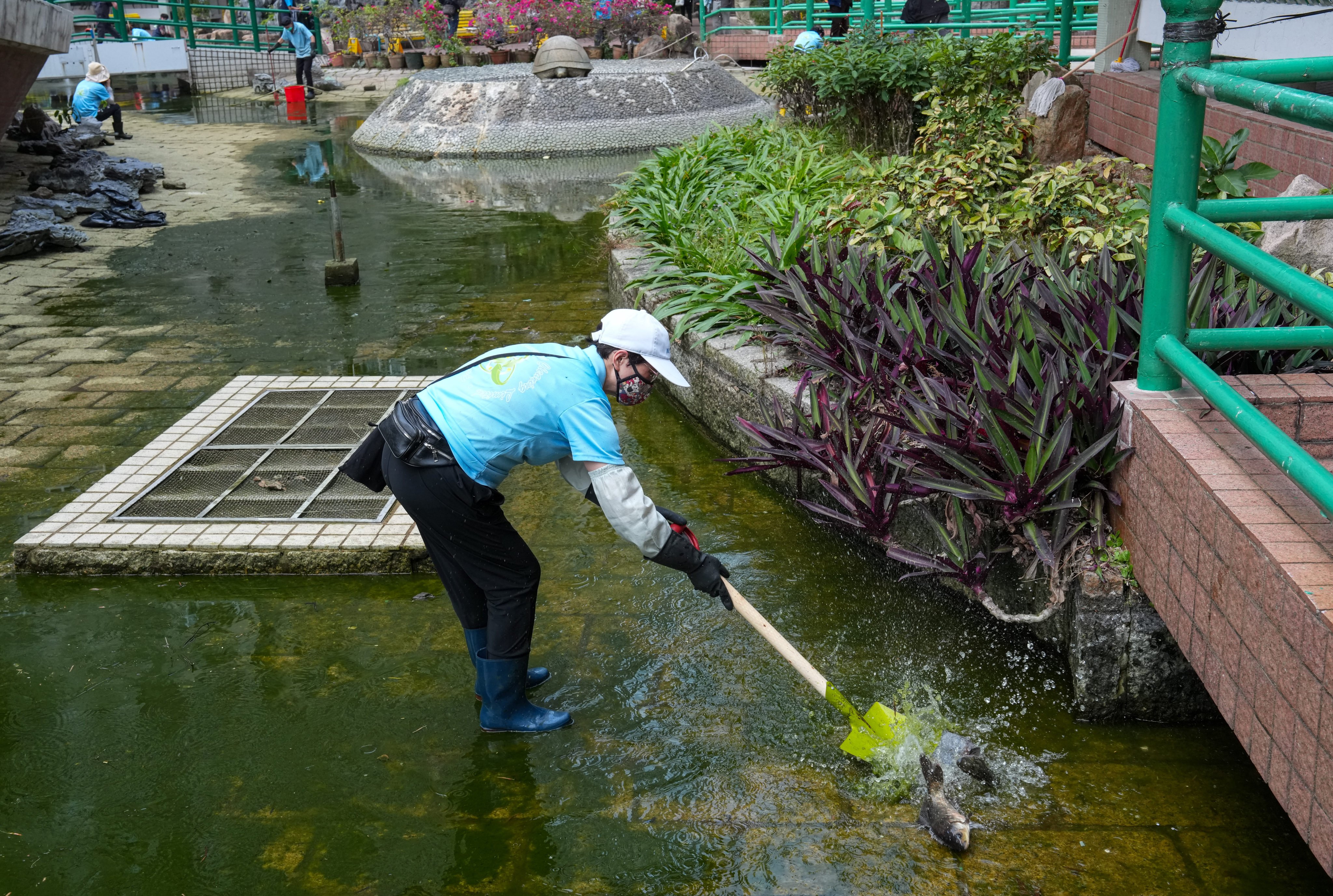Workers clean a pond at King Lam Estate in Tseung Kwan O, with fish still in shallow water. Photo: Jelly Tse