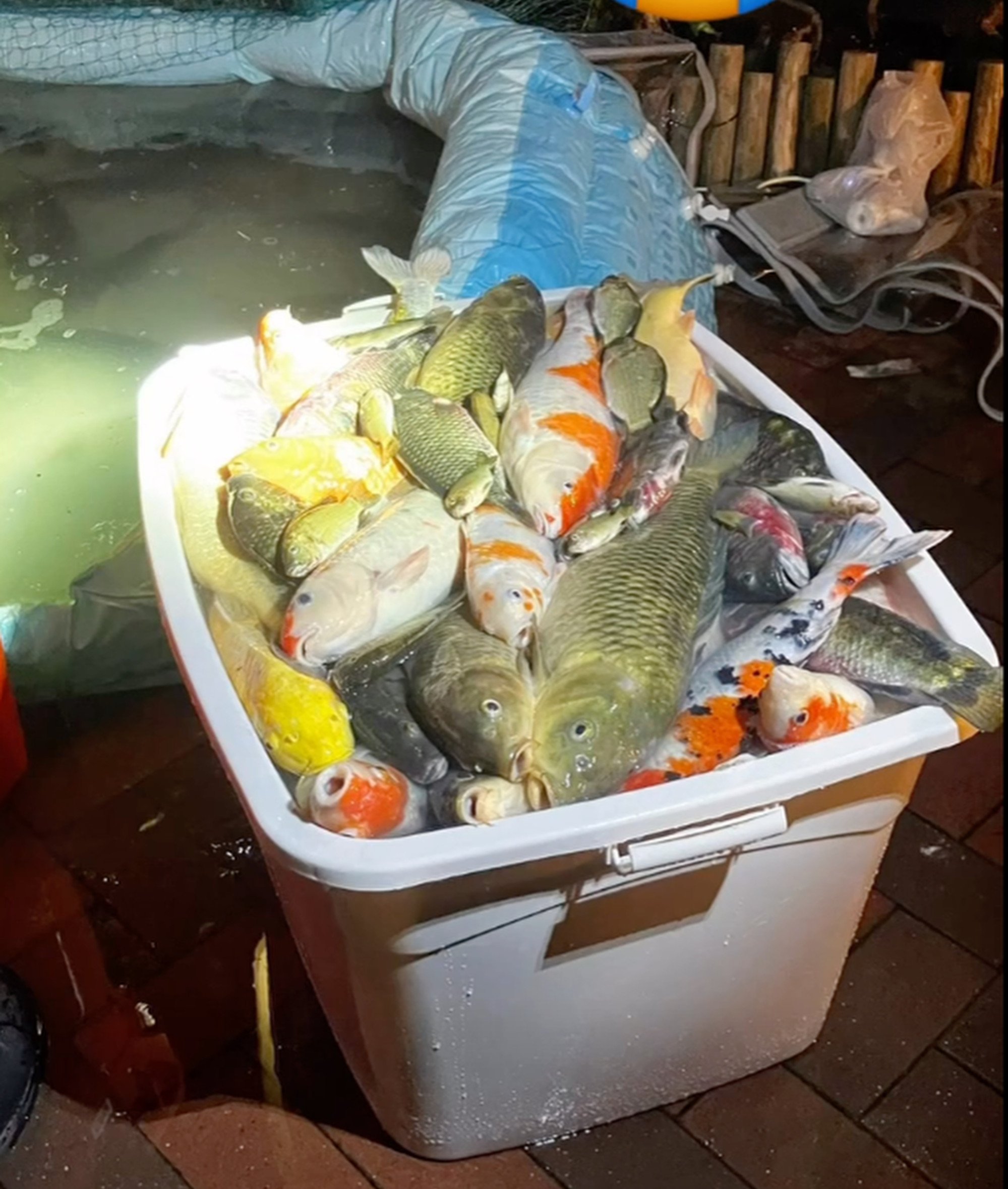 The cleaning contractor removed the fish to facilitate maintenance but allegedly failed to provide a temporary space with adequate aeration. Photo: Hong Kong Pigeon and Dove Rescue The cleaning contractor removed the fish to facilitate maintenance but allegedly failed to provide a temporary space with adequate aeration. Photo: Hong Kong Pigeon and Dove Rescue