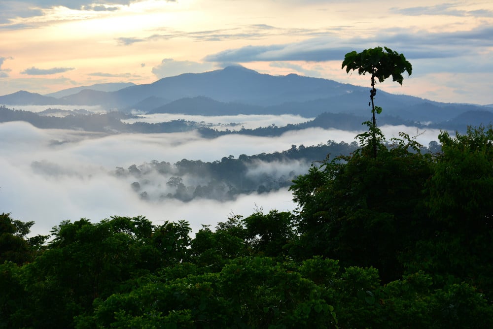 Untouched jungle in Sabah, Malaysian Borneo. Malaysia and Indonesia are holding talks to discuss the Sabah-Kalimantan border issue. Photo: Shutterstock
