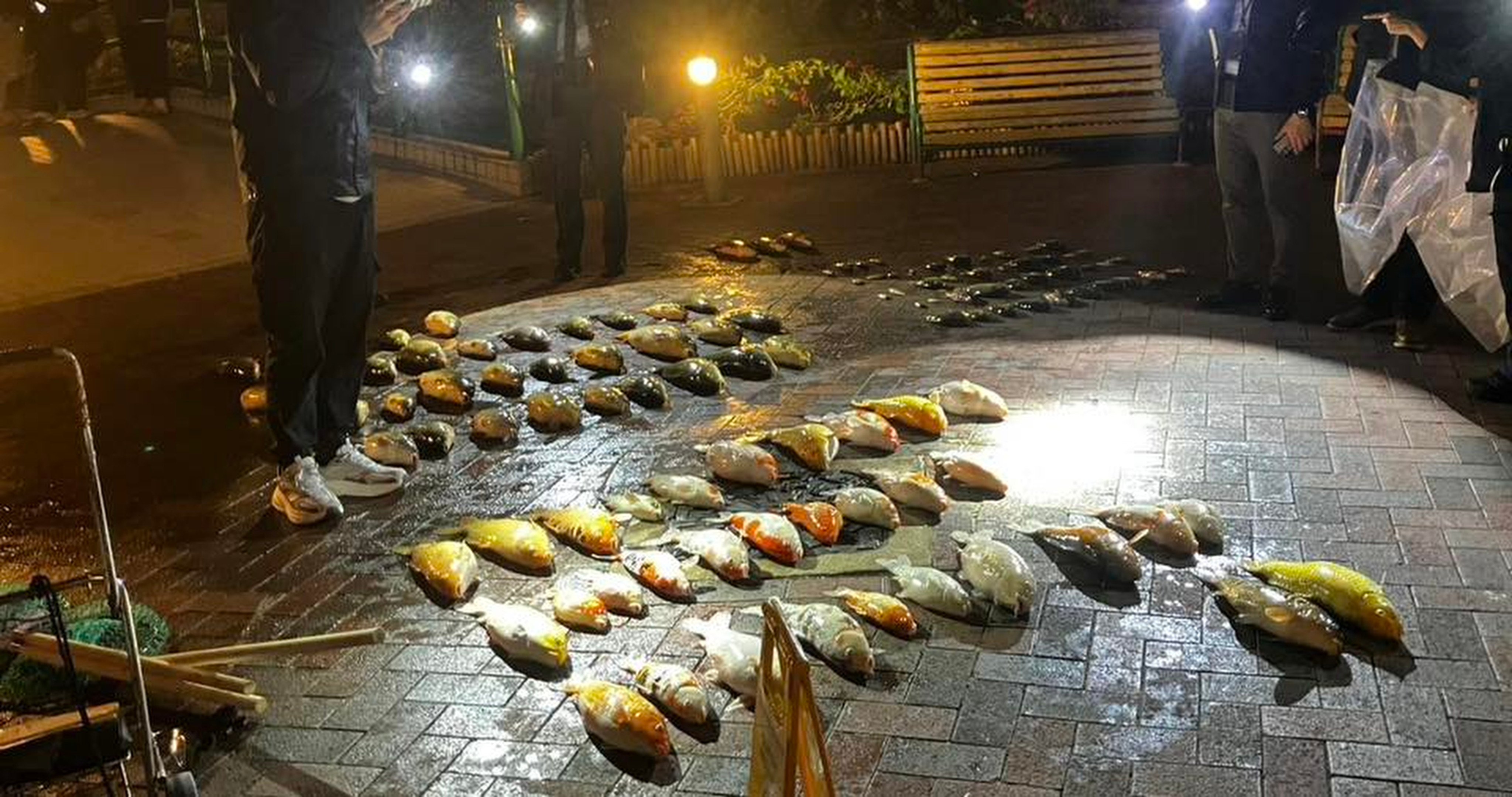 More than 100 fish, including koi, were allegedly killed during a pond-cleaning operation at a public housing estate in Tseung Kwan O. Photo: Hong Kong Pigeon and Dove Rescue