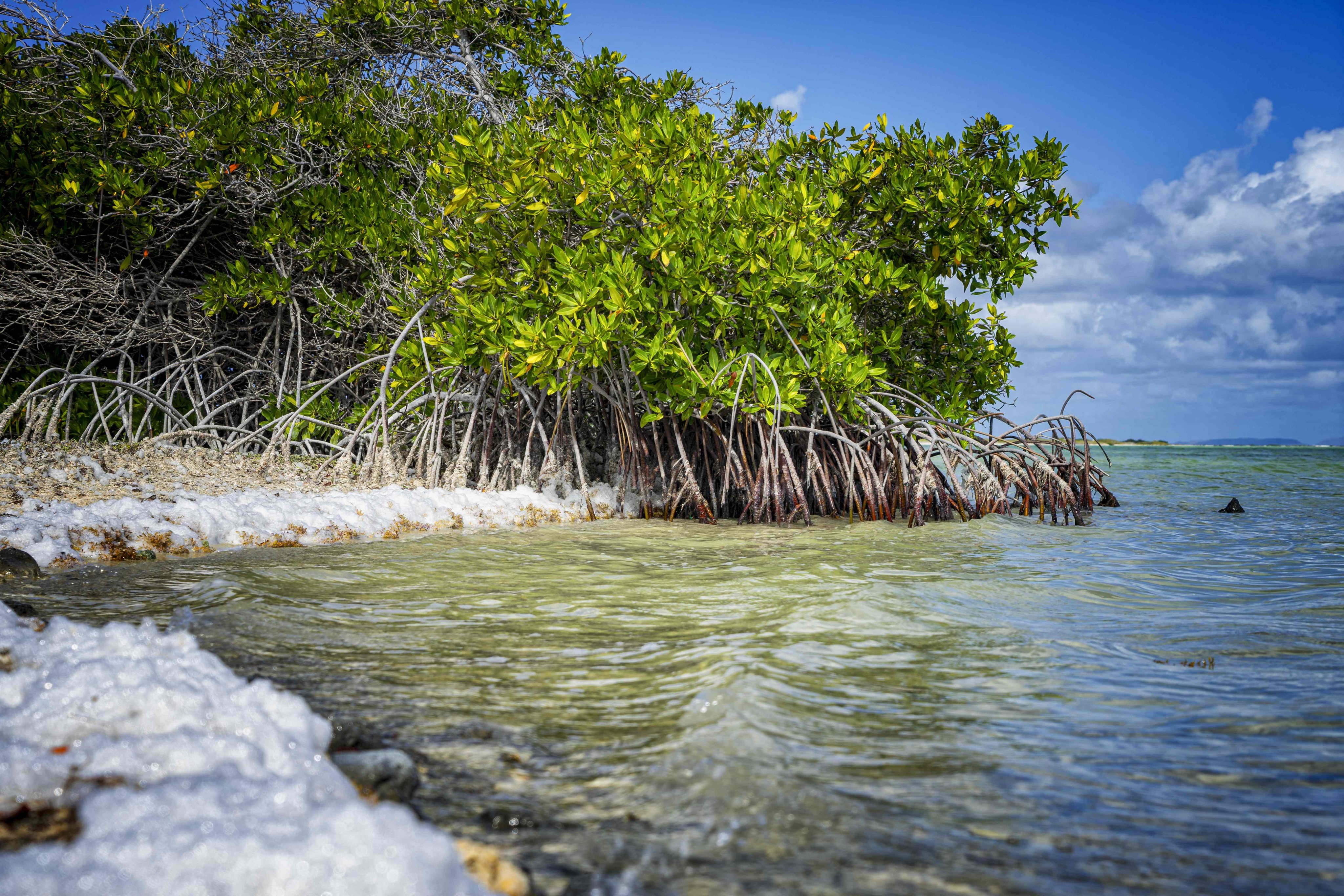 A mangrove on the Dutch Caribbean island of Bonaire. Photo: AFP