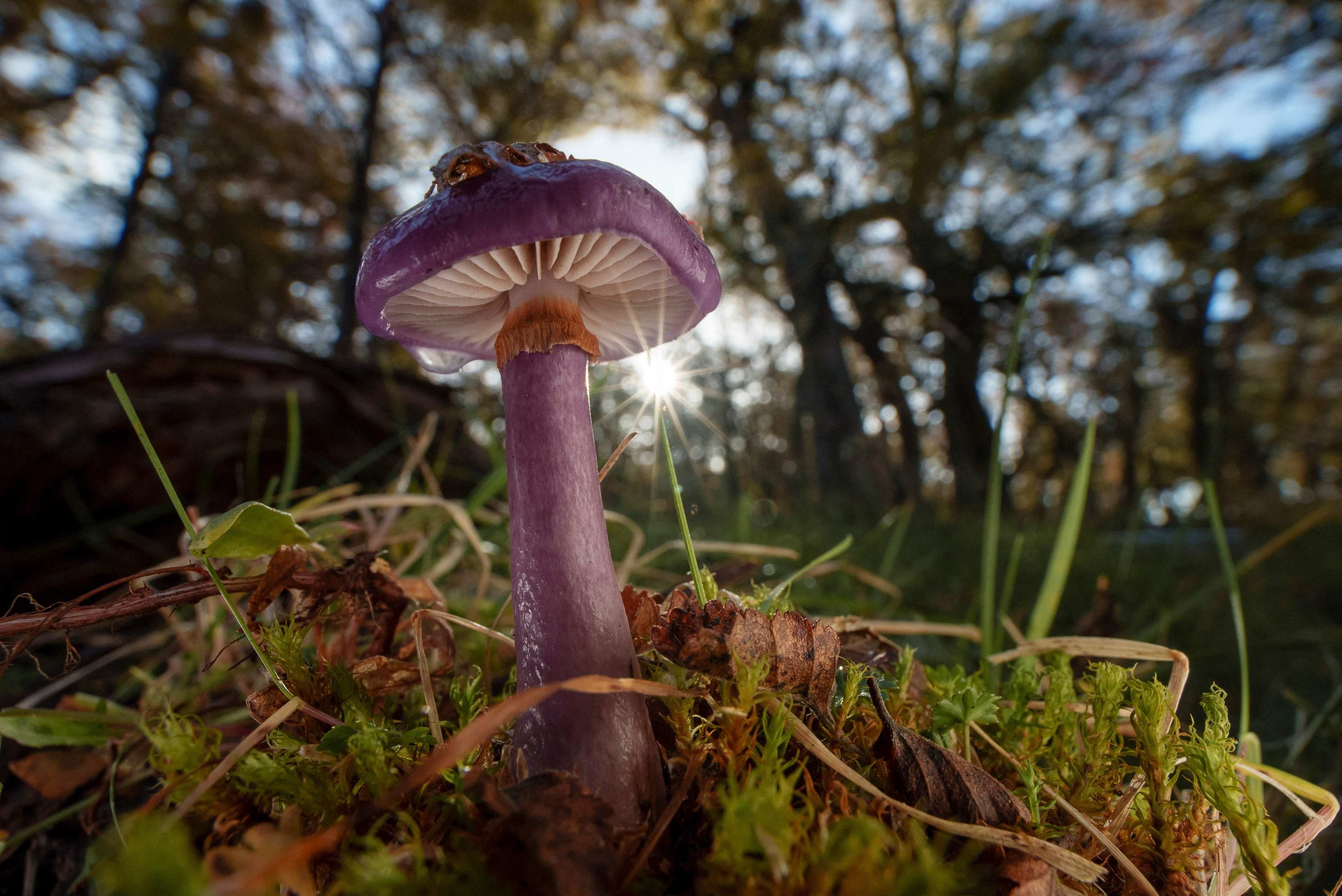 Huge fungal webs live beneath the surface of forests, grasslands and farms across the world. Photo: AFP / Loreto Oyarte Galvez / Vrije Universiteit Amsterdam