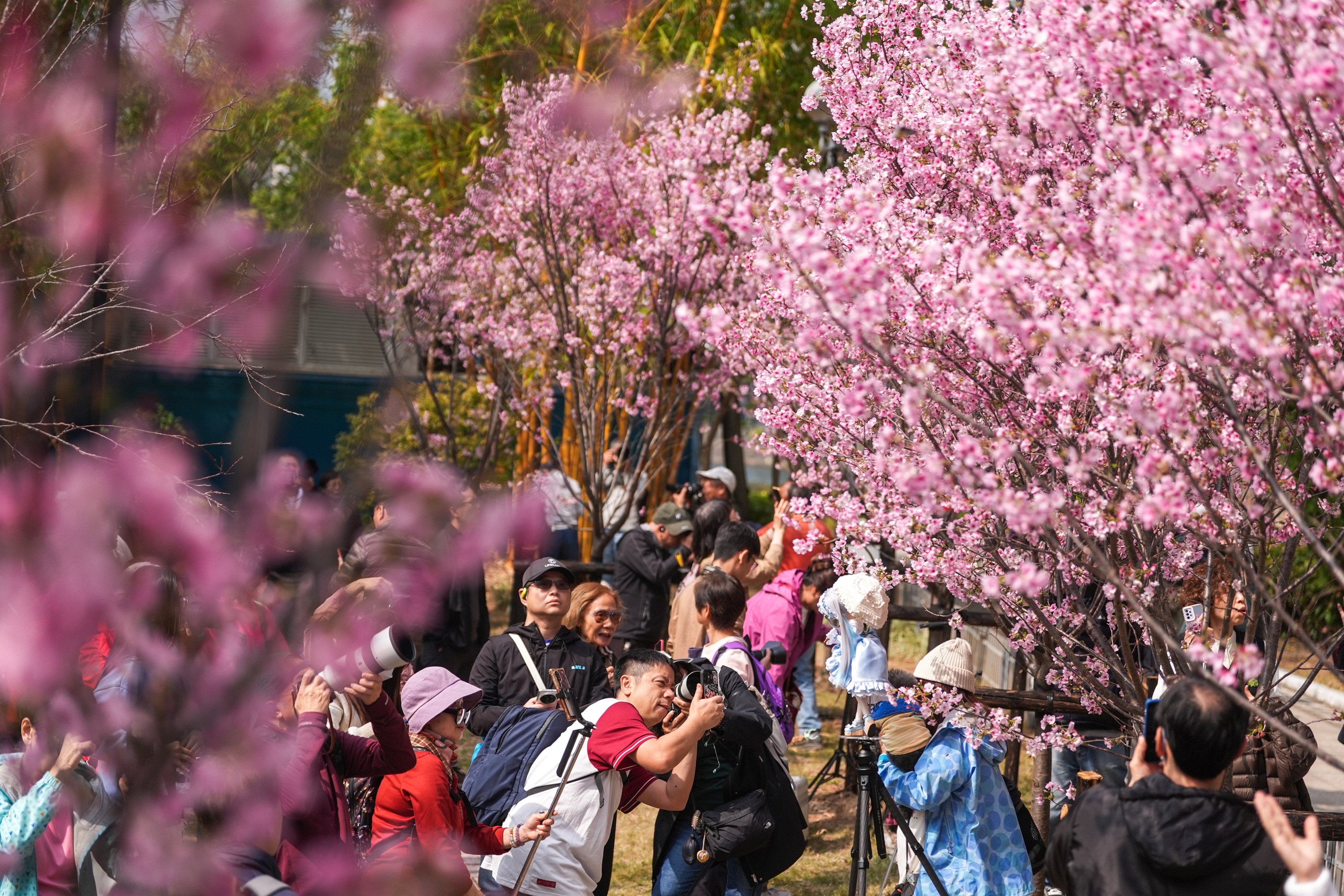 Cherry blossoms in On King Street Park attract flower lovers. Photo: Eugene Lee