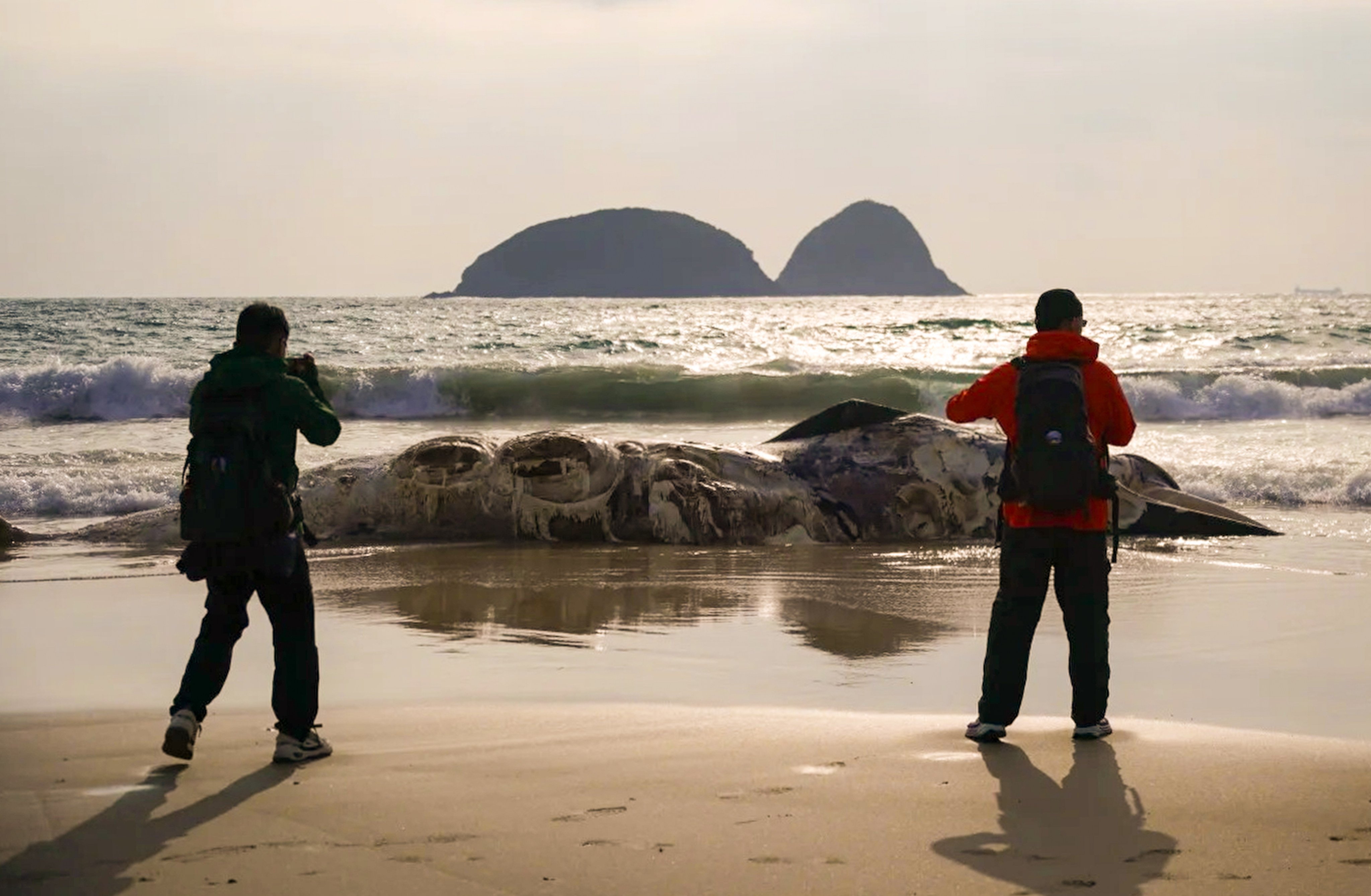 The whale carcass was discovered on Thursday. Photo: Handout