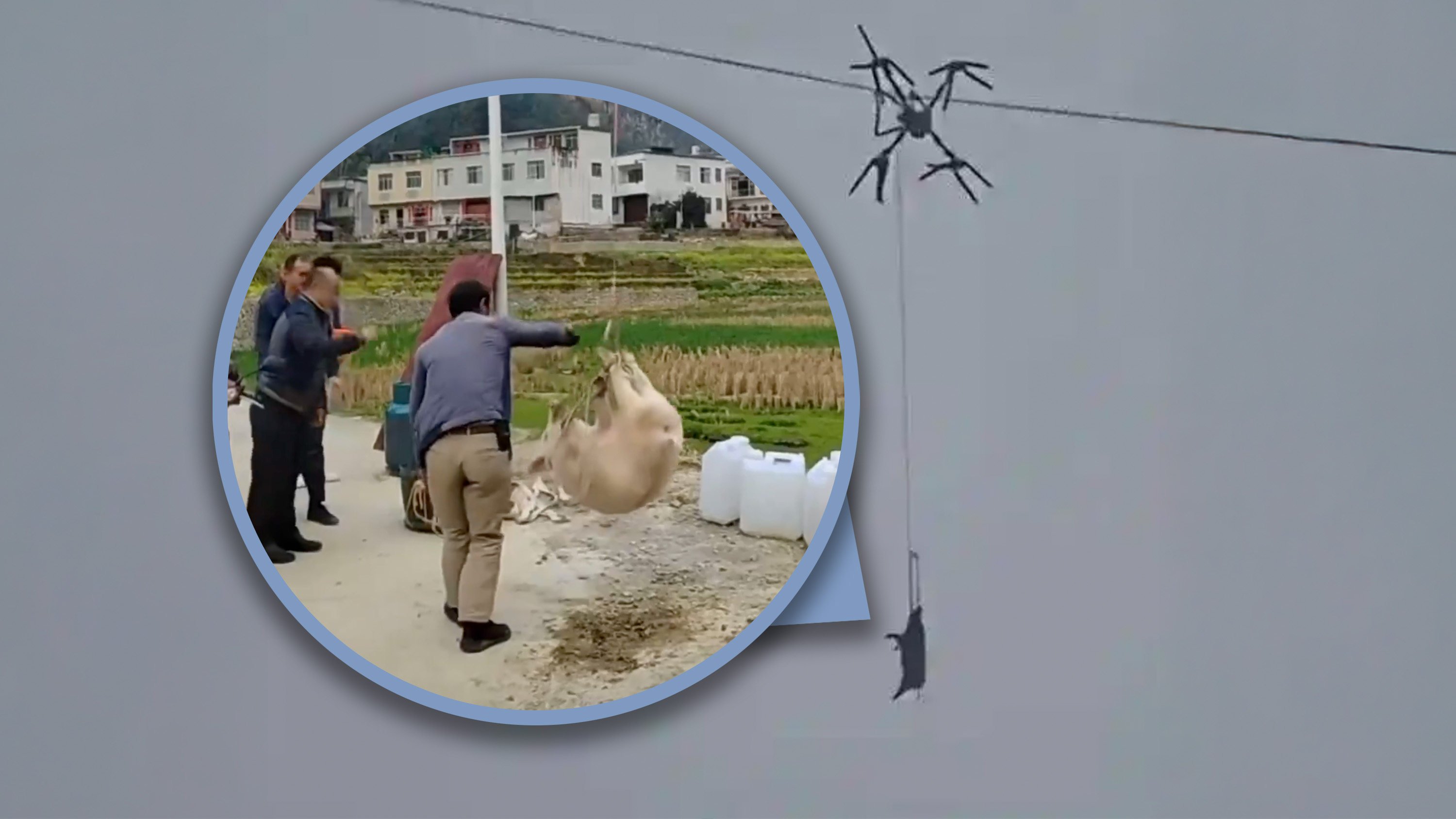 A farmer in China used a drone to transport pigs causing a 10-hour blackout when a power line became entangled with the device. Photo: SCMP composite/Douyin