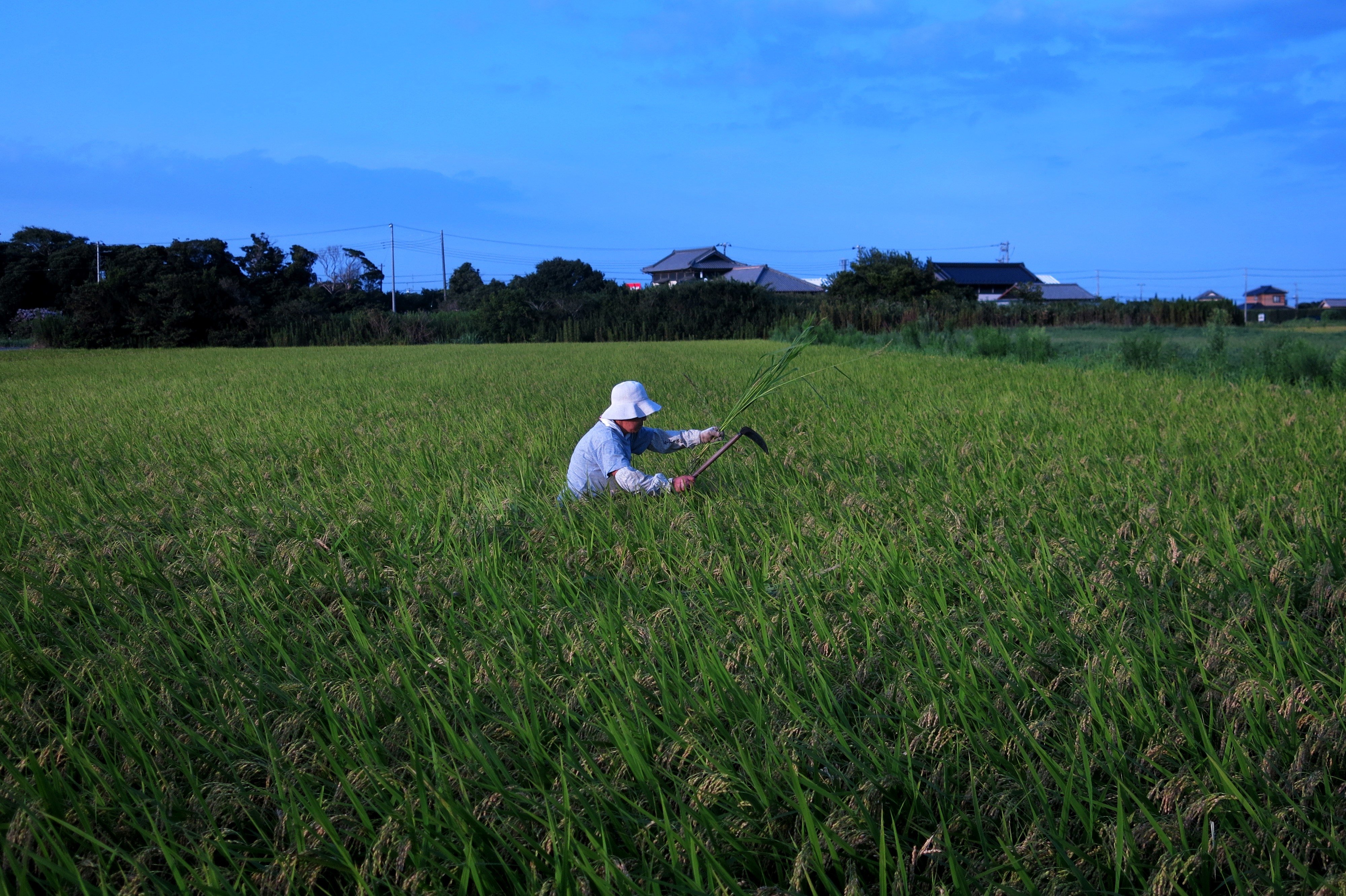 A Japanese woman works in a rice field in Chiba. Photo: AFP