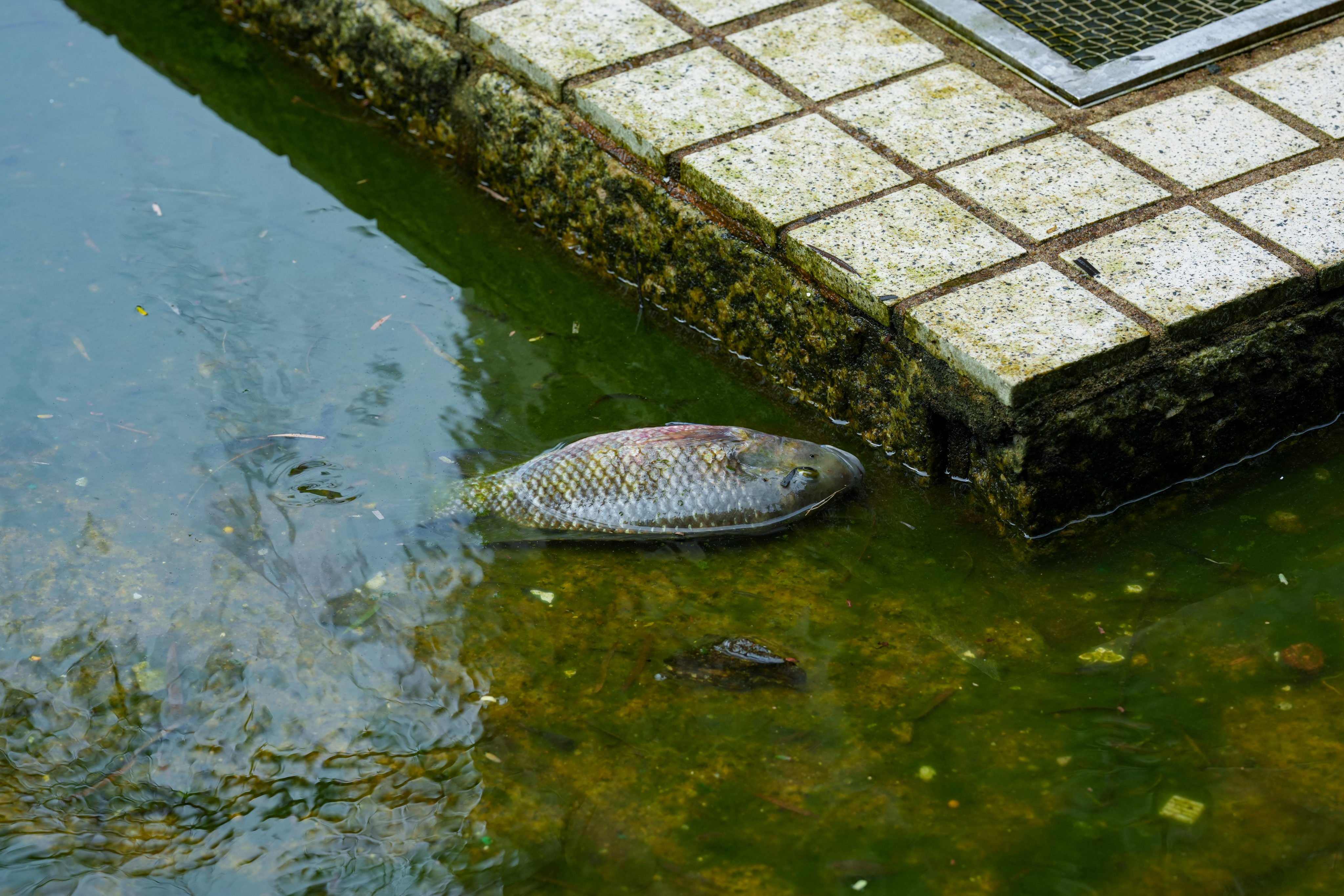 A dead fish is seen at a pond at King Lam Estate in Tseung Kwan O on January 27. Photo: Jelly Tse