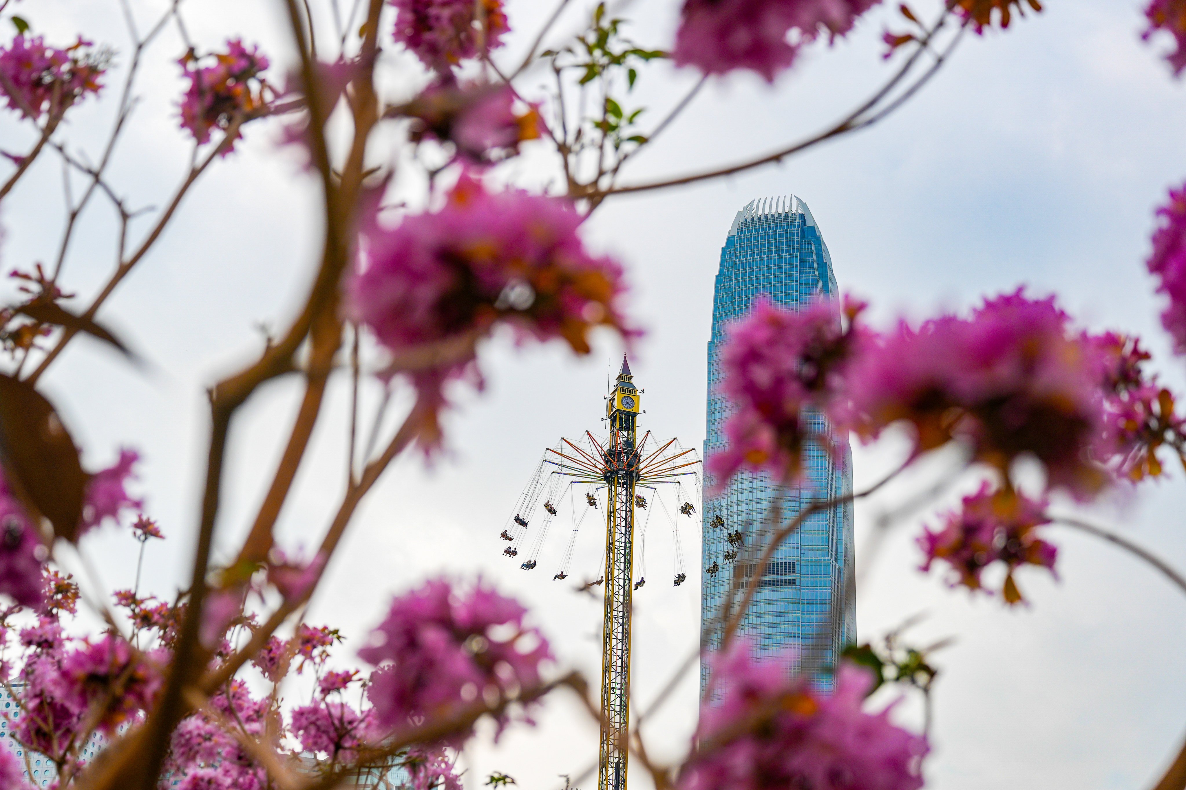 Purple tabebuia in full bloom at Tamar Park in Admiralty with International Financial Centre, which houses the Hong Kong Monetary Authority, in the background, on December 29, 2025. Photo: Eugene Lee