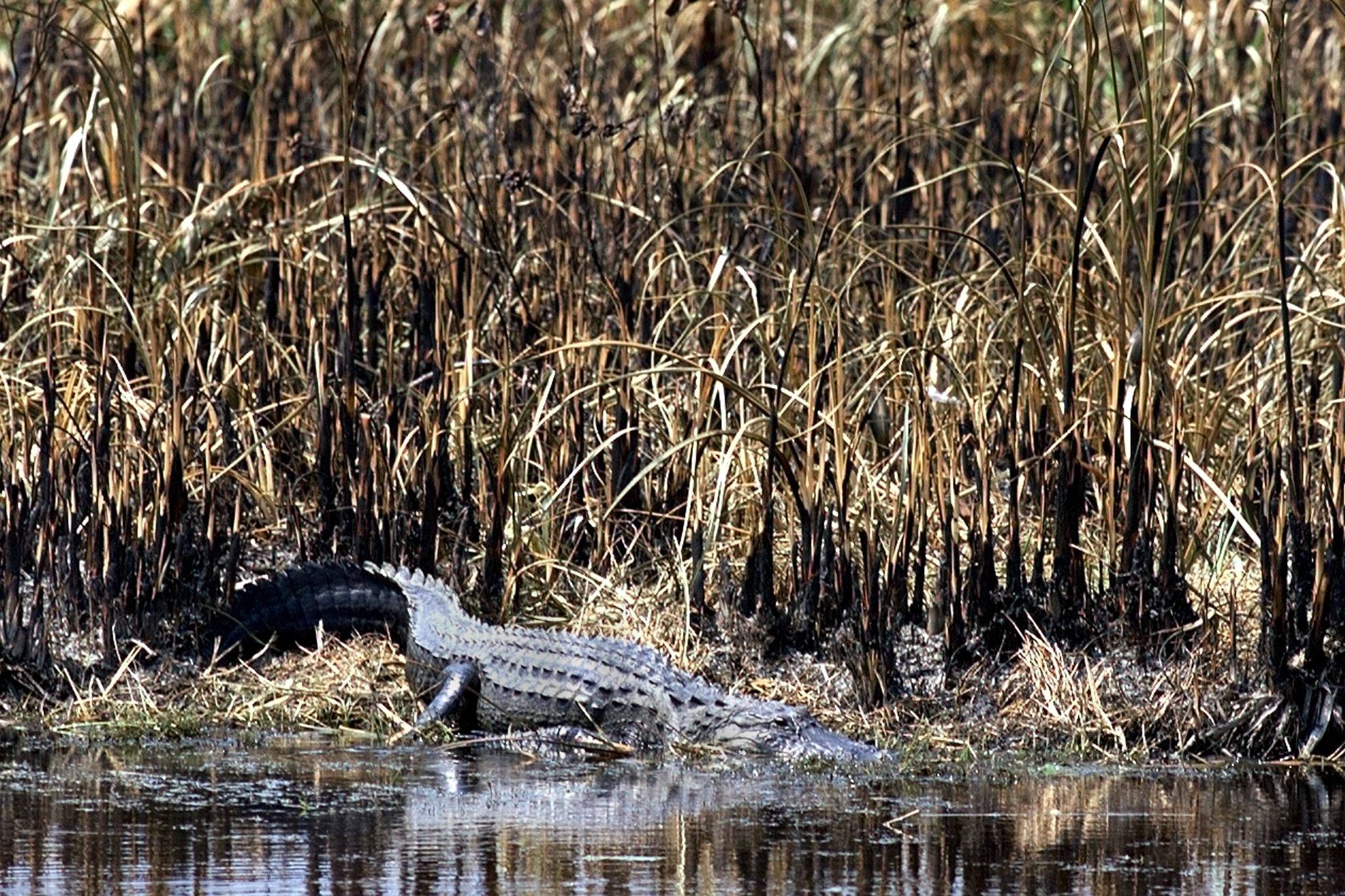 An alligator is seen in Alligator Alley in the Florida Everglades in April 1999. Photo: AFP