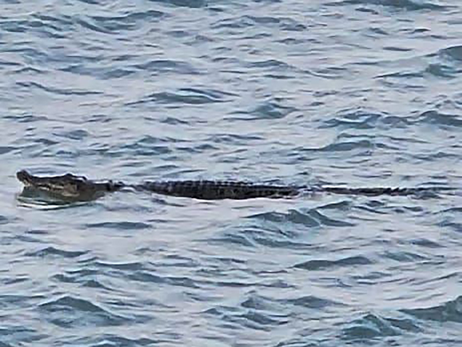 Singapore’s Sentosa island has suspended all water activities after a crocodile was spotted off Sentosa Cove. Photo: Facebook/coxie