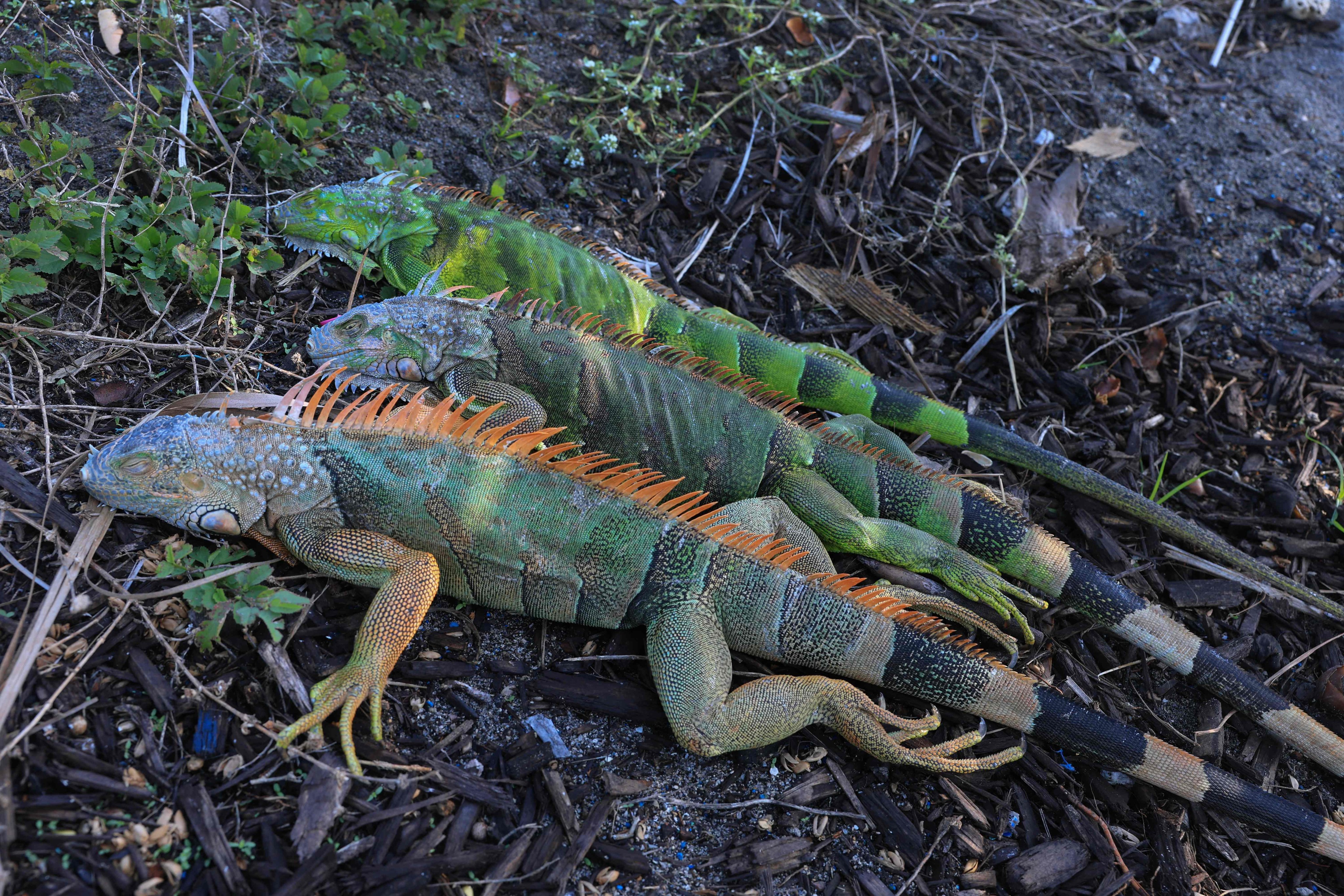 Cold-stunned green iguanas on the ground in Miami Beach, Florida on Sunday. The cold-blooded creatures fall from trees when temperatures get too low. Photo: Getty Images / AFP