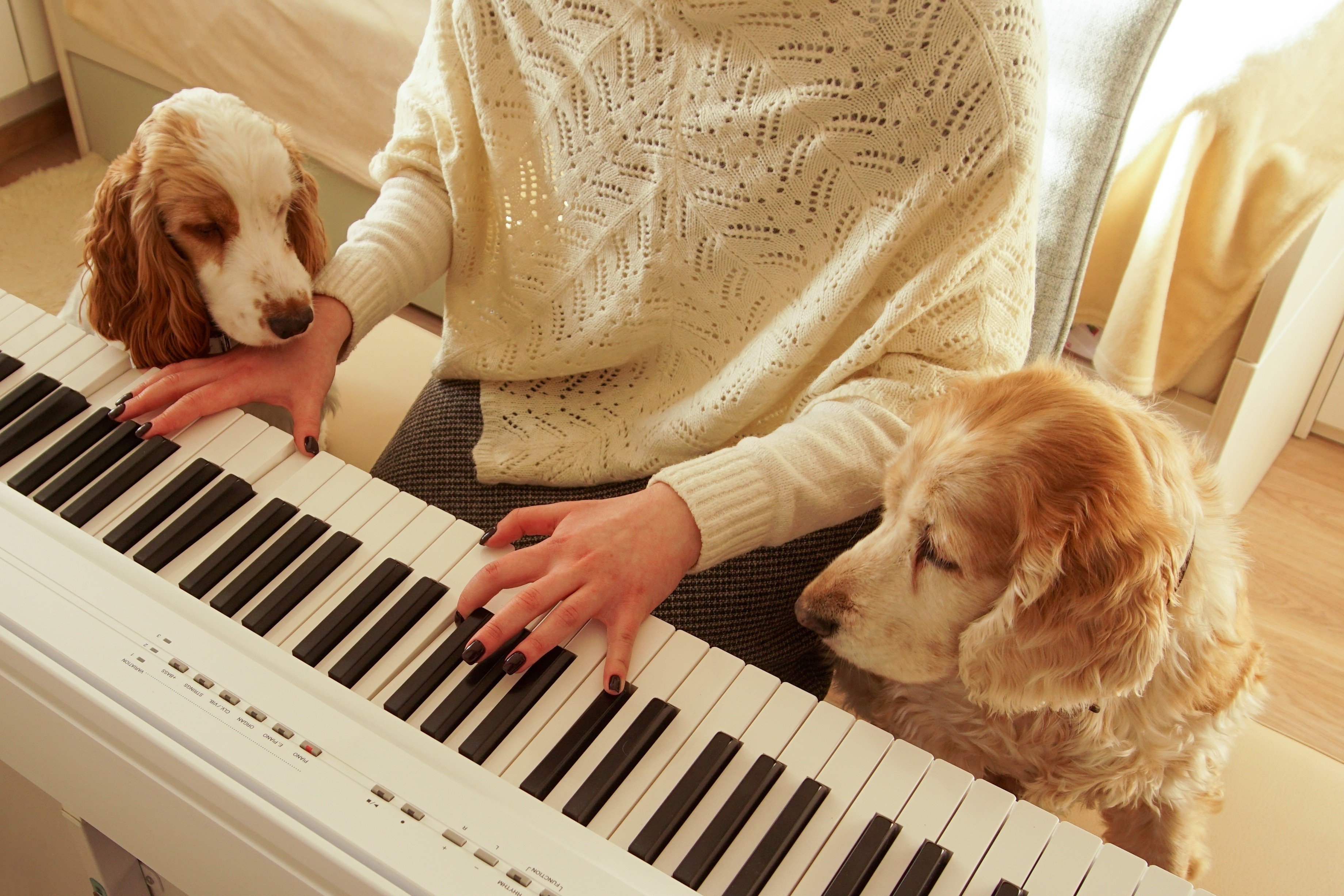 Music appears to promote relaxation in dogs and is even used to help train them. But animal behaviouralists say more research is needed to understand how much of an effect music has on dogs and in which situations. Photo: Shutterstock