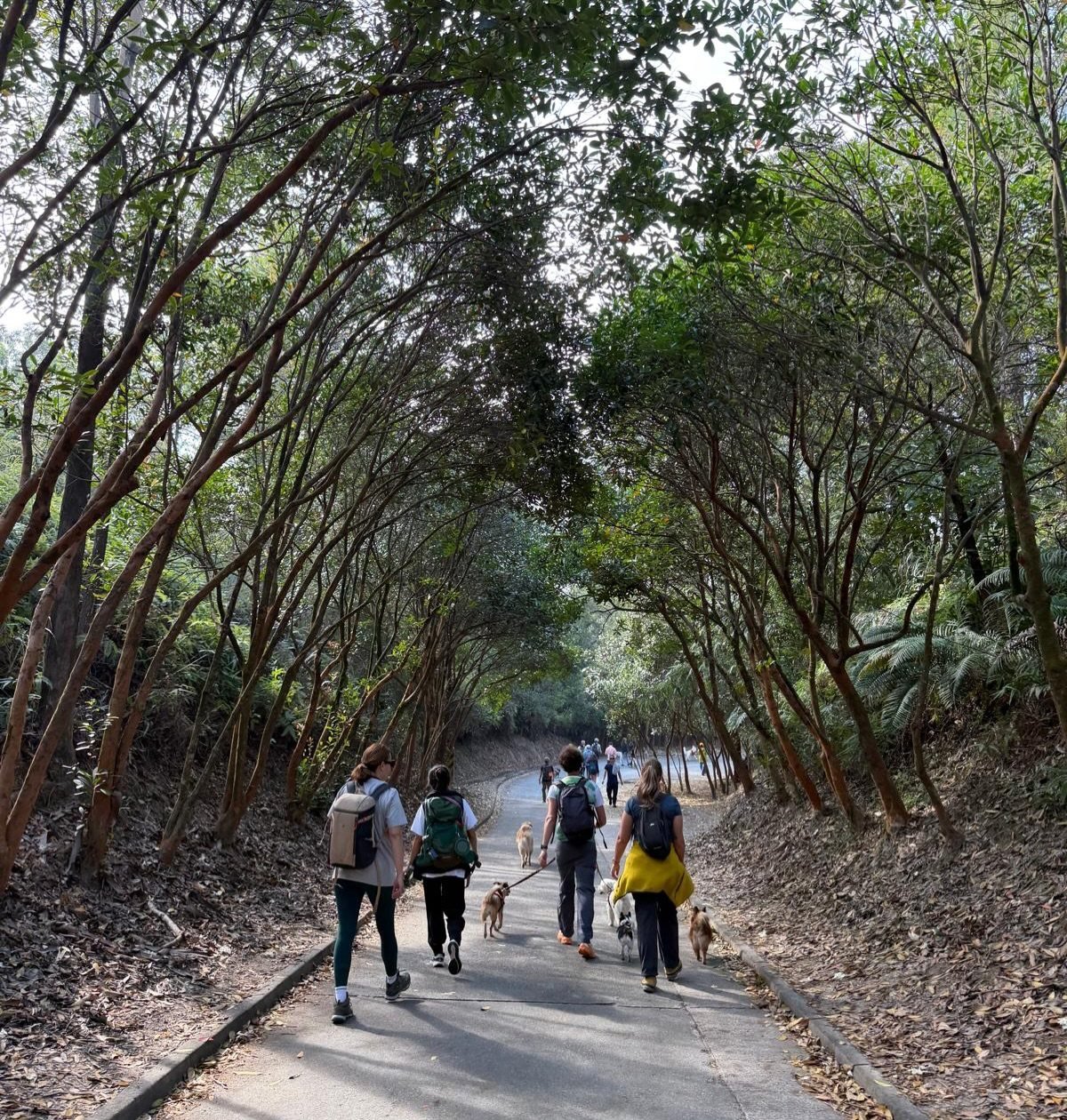 The Exploring Dogs group on a walk through Tai Tong, Hong Kong, in December, 2025. Founder Stephanie Lown says being outdoors in the fresh air can help ground you and give you a fresh perspective. Photo: Instagram/exploringdogs