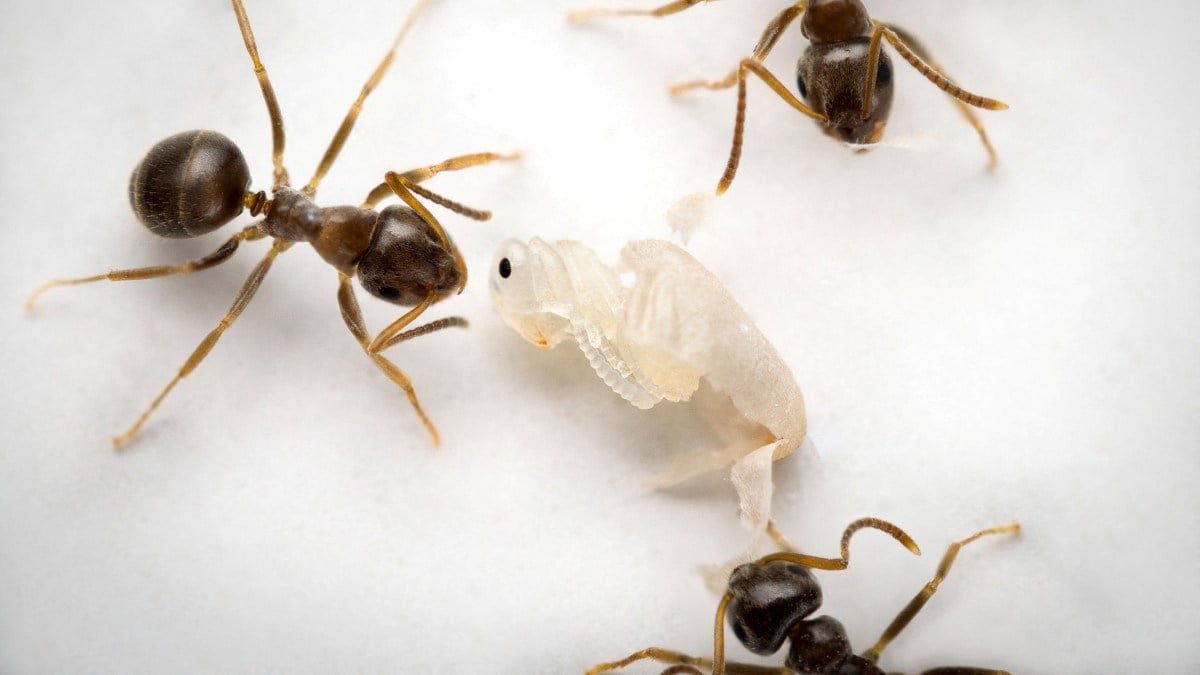 Sick young ants release a smell telling worker ants to destroy them to protect the colony, scientists have found. Photo: AFP / Christopher Pull / Institute of Science and Technology Austria
