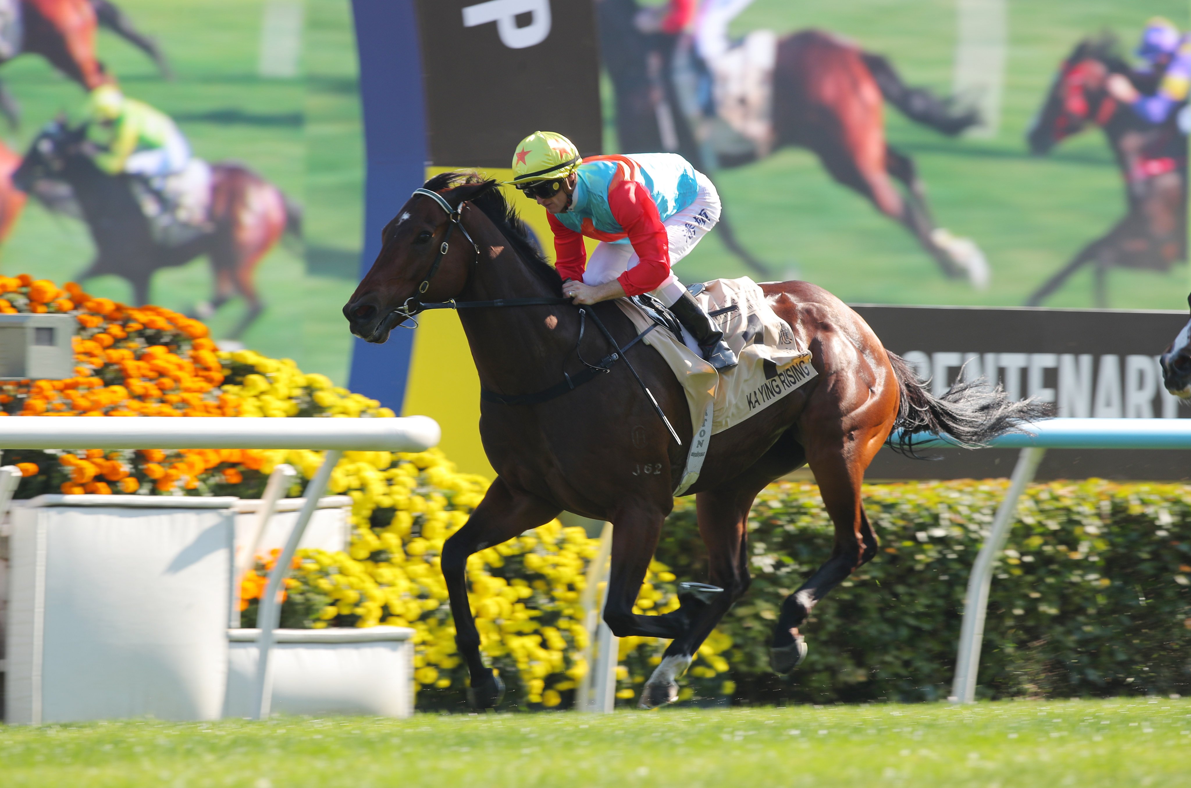 Ka Ying Rising cruises to victory under Zac Purton in the Group One Centenary Sprint Cup. Photos: Kenneth Chan