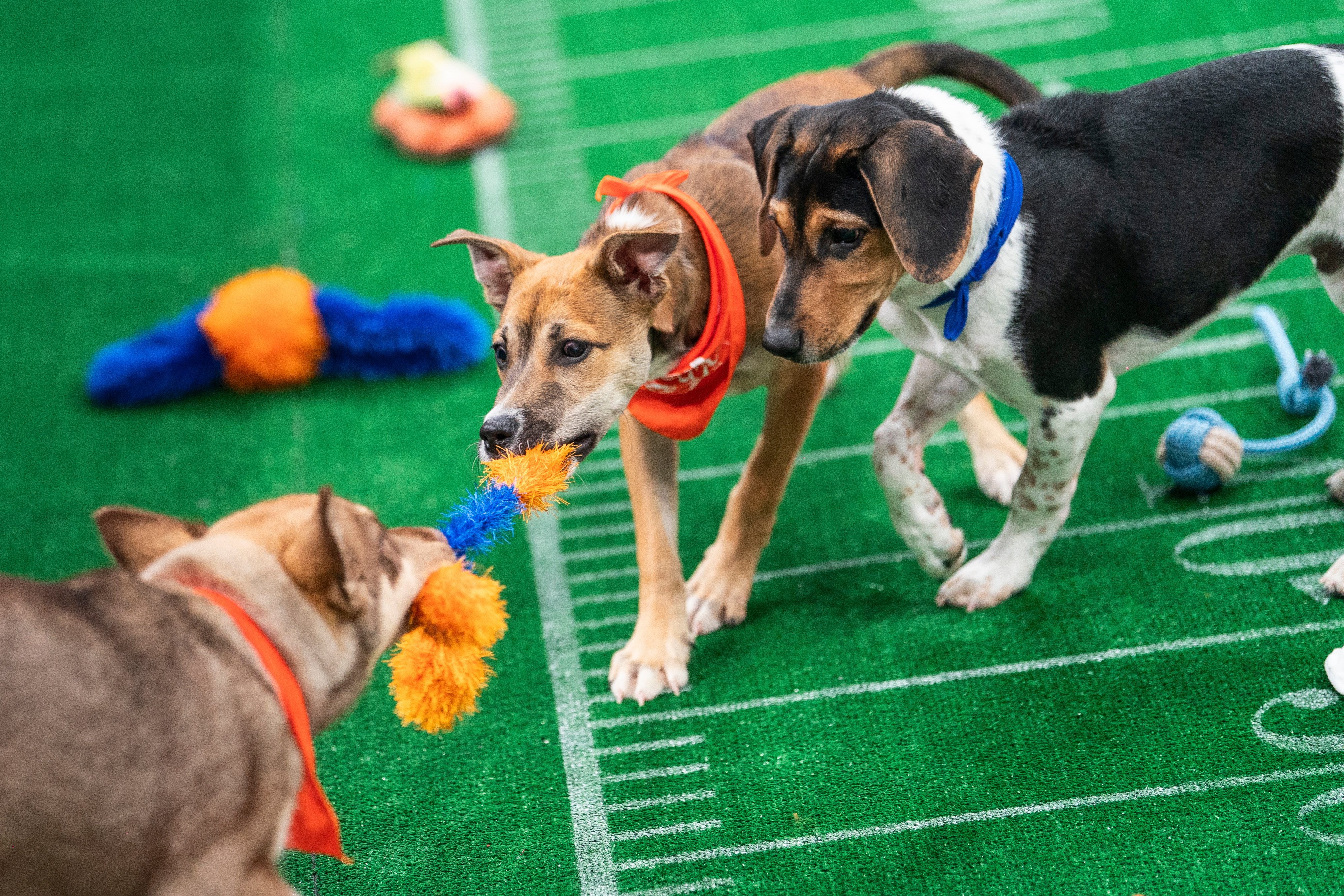 Dogs take part in Puppy Bowl XXII, which airs this weekend on Animal Planet, Discovery, HBO Max and Discovery+. Photo: AP