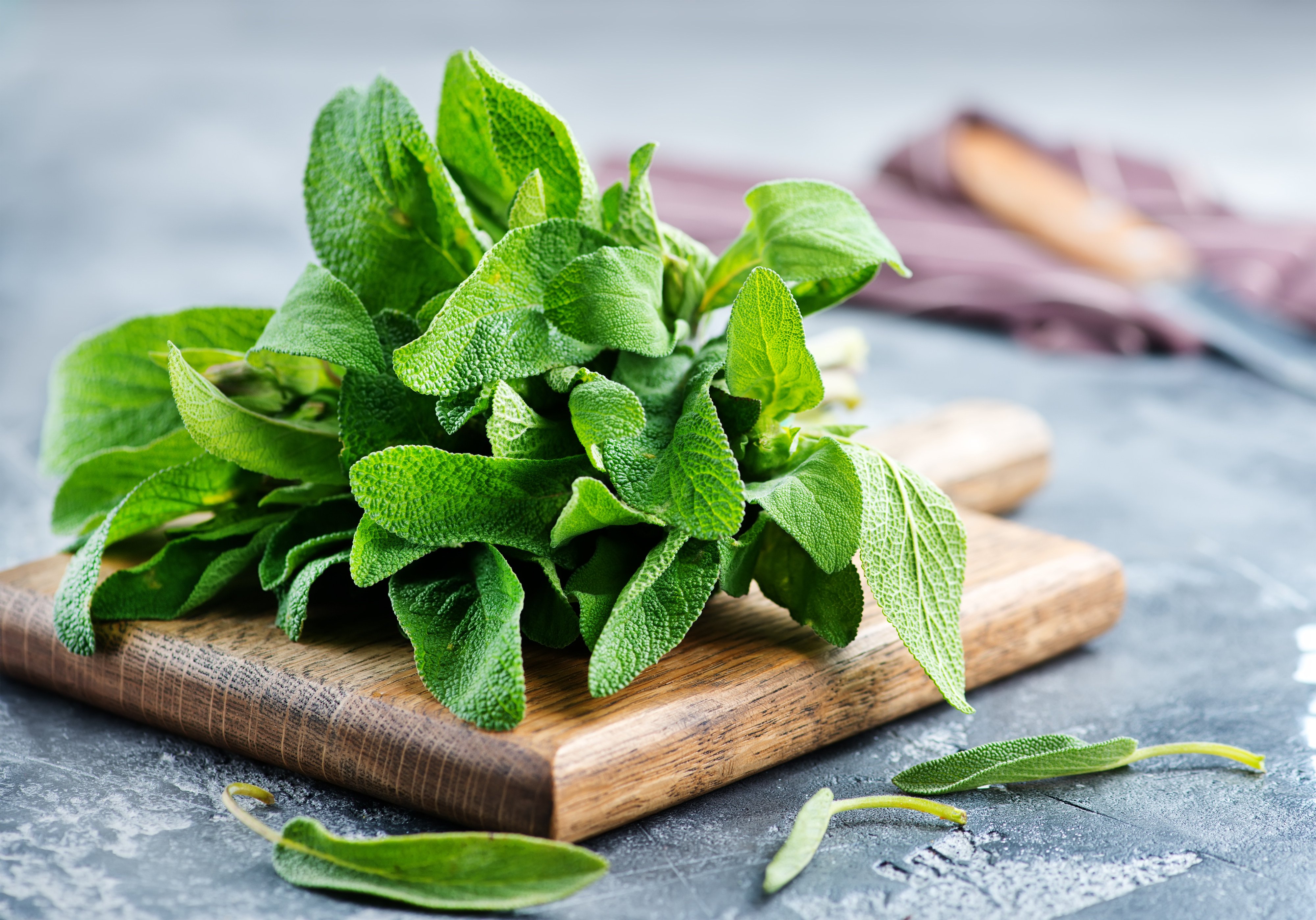 Sage is a Mediterranean herb that imparts a savoury, earthy aroma to dishes from gnocchi to pumpkin flans. Photo: Shutterstock