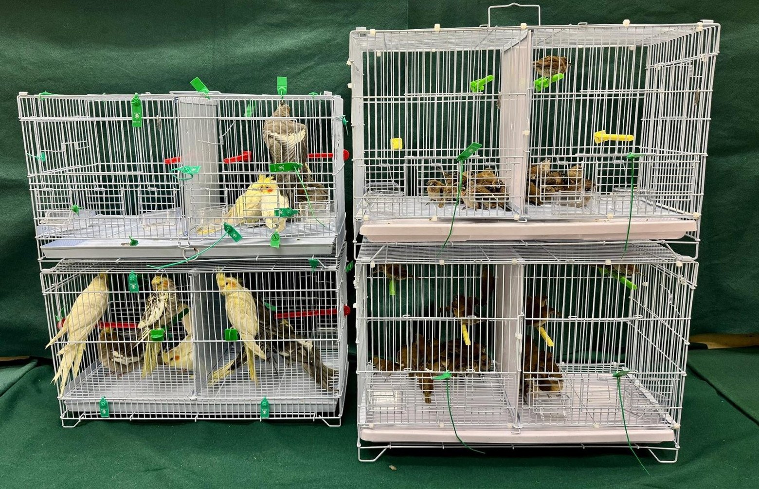 The case is currently under investigation by the Agriculture, Fisheries and Conservation Department. Photo: Handout