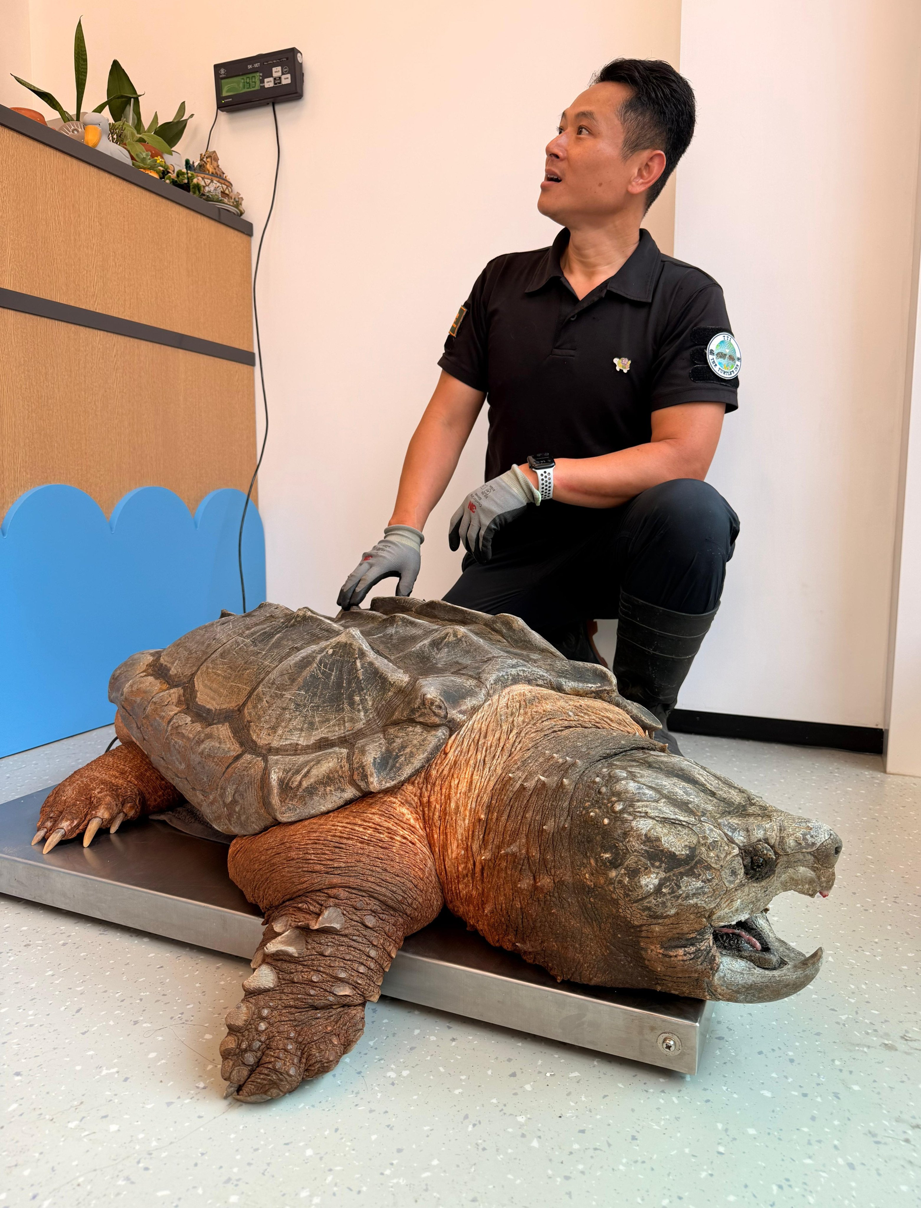 Yoshi the alligator snapping turtle and Bon Chan, founder of Turtle’s Inn. Photo: Handout