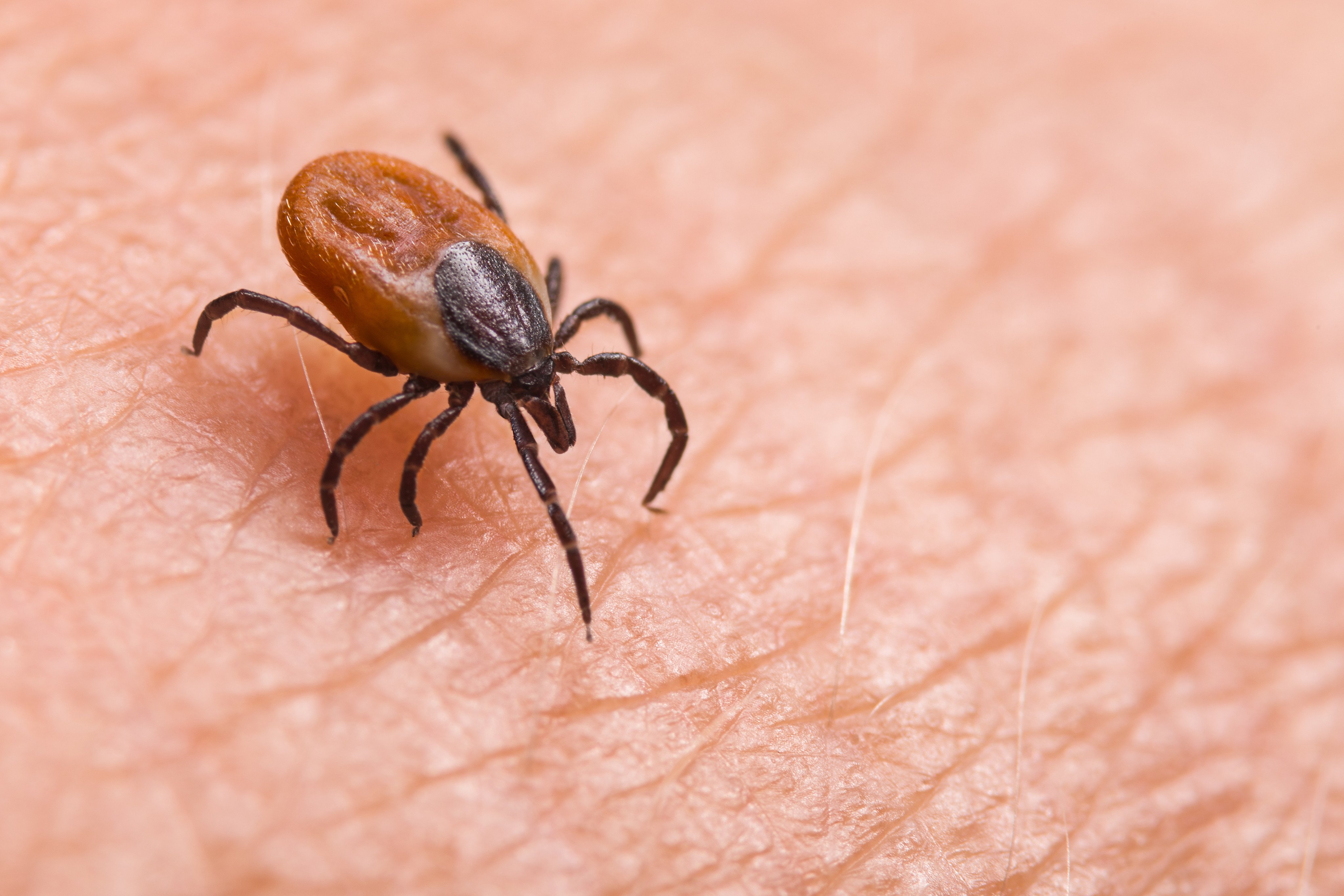 Ticks can be vectors for a number of illnesses.
Photo: Shutterstock