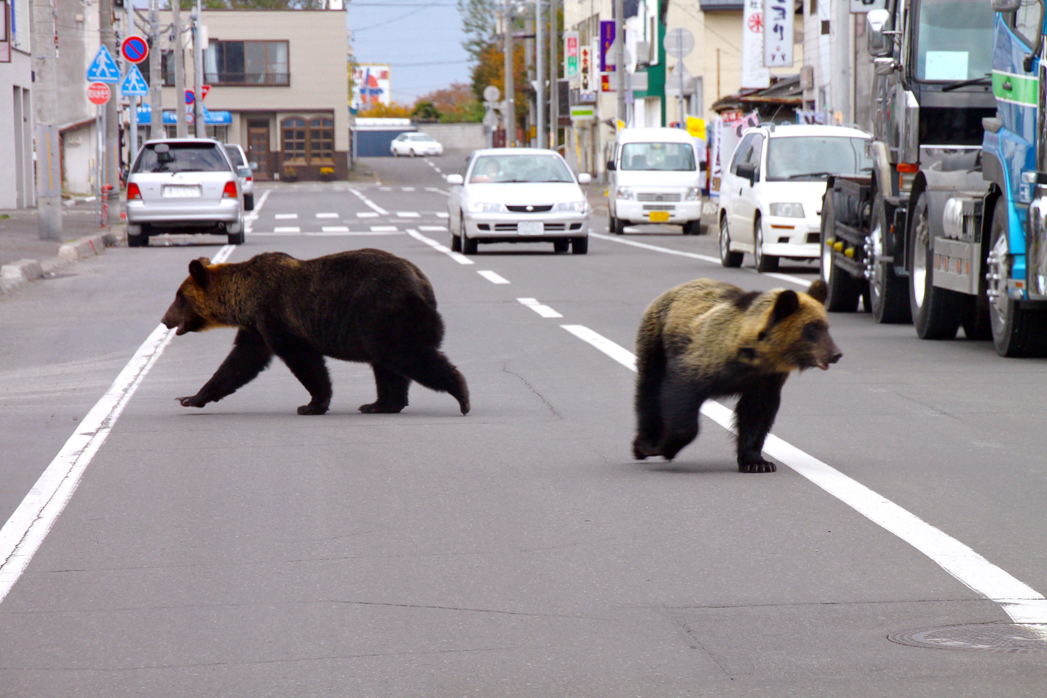 Two bears walking down the street in Shari town in Japan’s northern island of Hokkaido. Photo: AFP