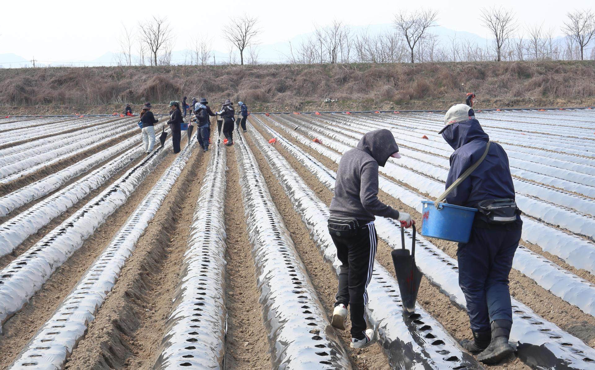 Foreign workers plant potatoes at a farm in Mungyeong, North Gyeongsang Province, South Korea, in March 2024. Photo: Korea Times