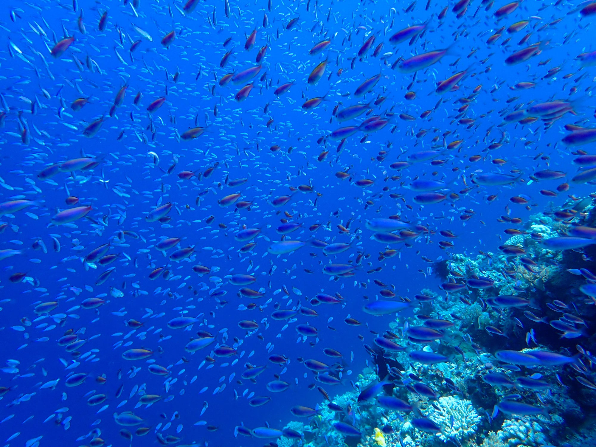 The marine protected areas mechanism will restrict or even prohibit fishing and other commercial activities. Photo: Xinhua