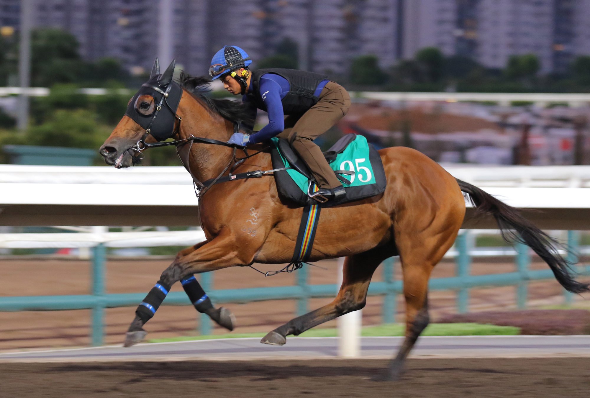 Setanta gallops on the dirt.