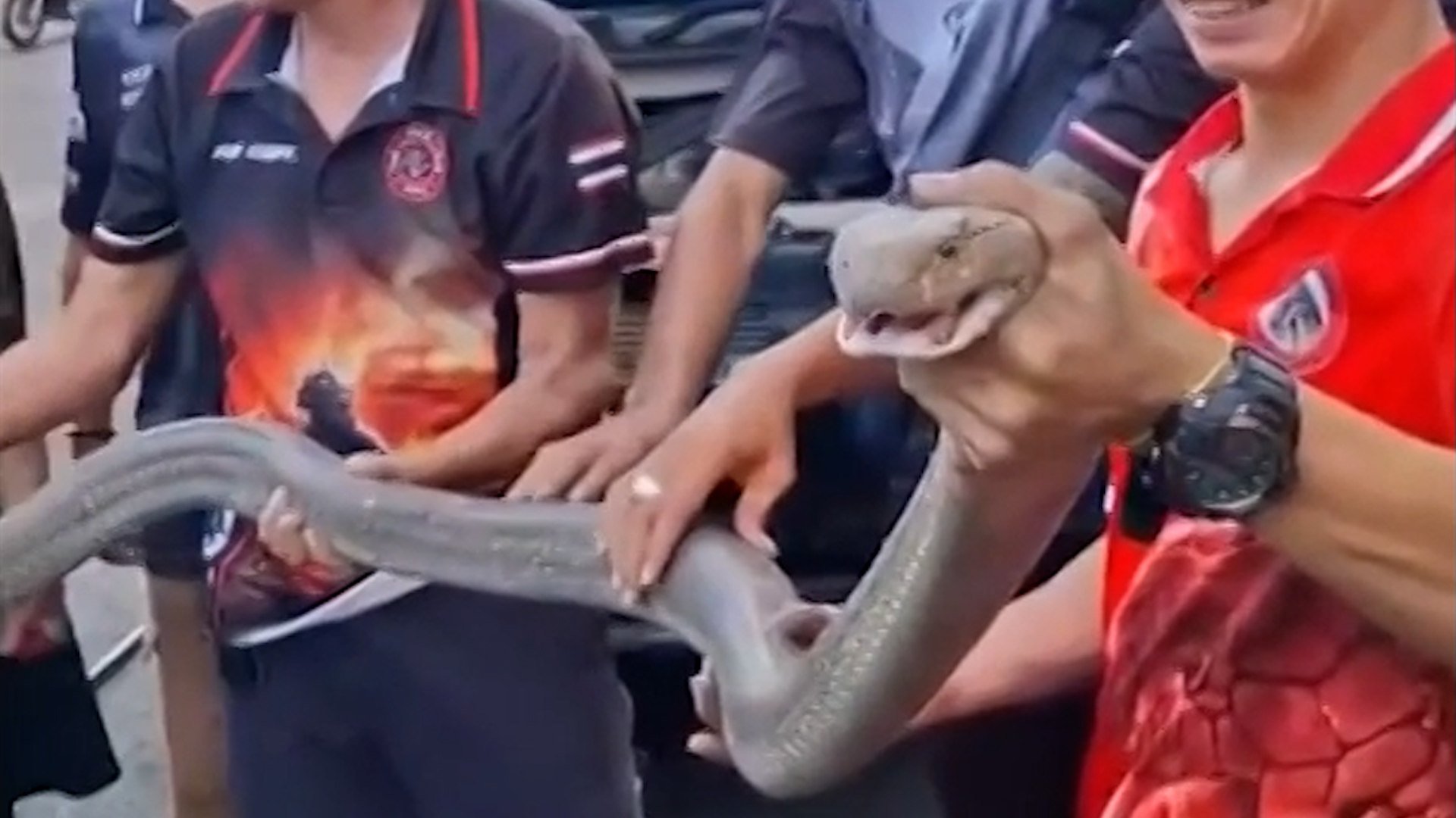 Rescuers in Thailand spent four hours extracting a 3.4-metre (11ft) king cobra coiled inside a truck’s front bumper in Phang Nga, Thailand, on February 6, 2026.